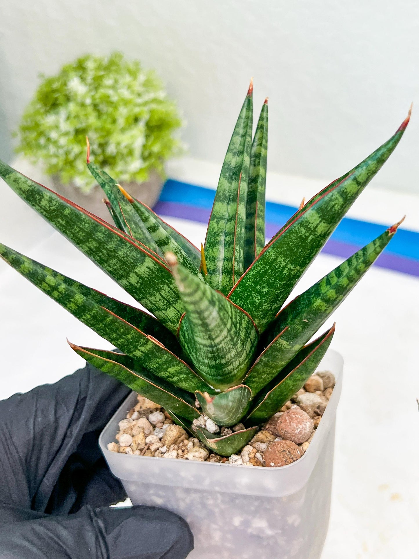 Sansevieria Roro Kidul (#Ba39) | Imported Plants