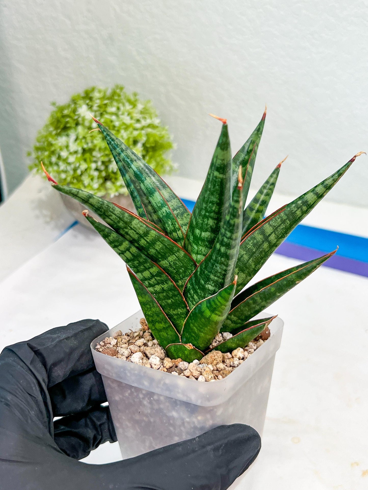 Sansevieria Roro Kidul (#Ba39) | Imported Plants