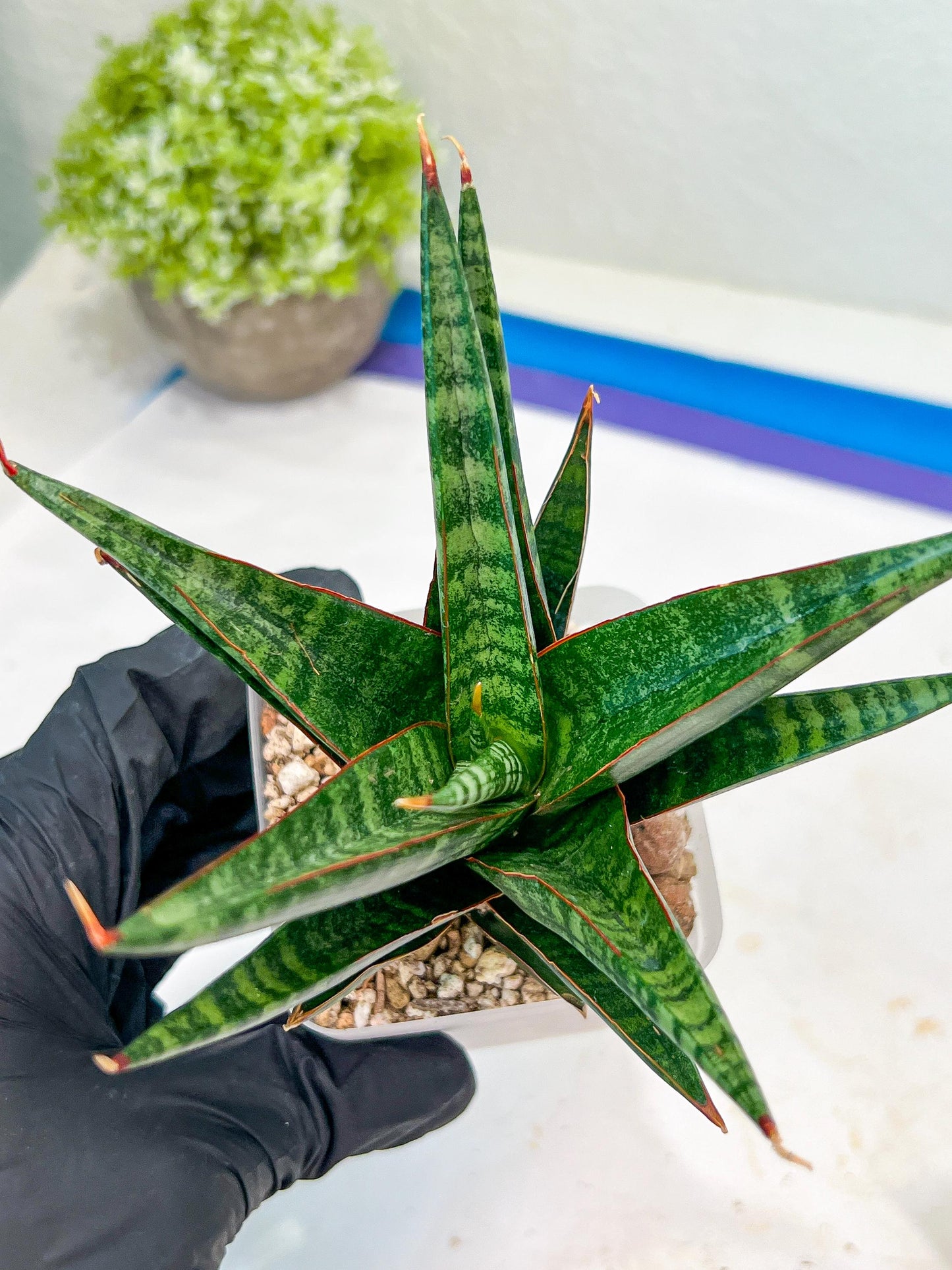 Sansevieria Roro Kidul (#Ba39) | Imported Plants