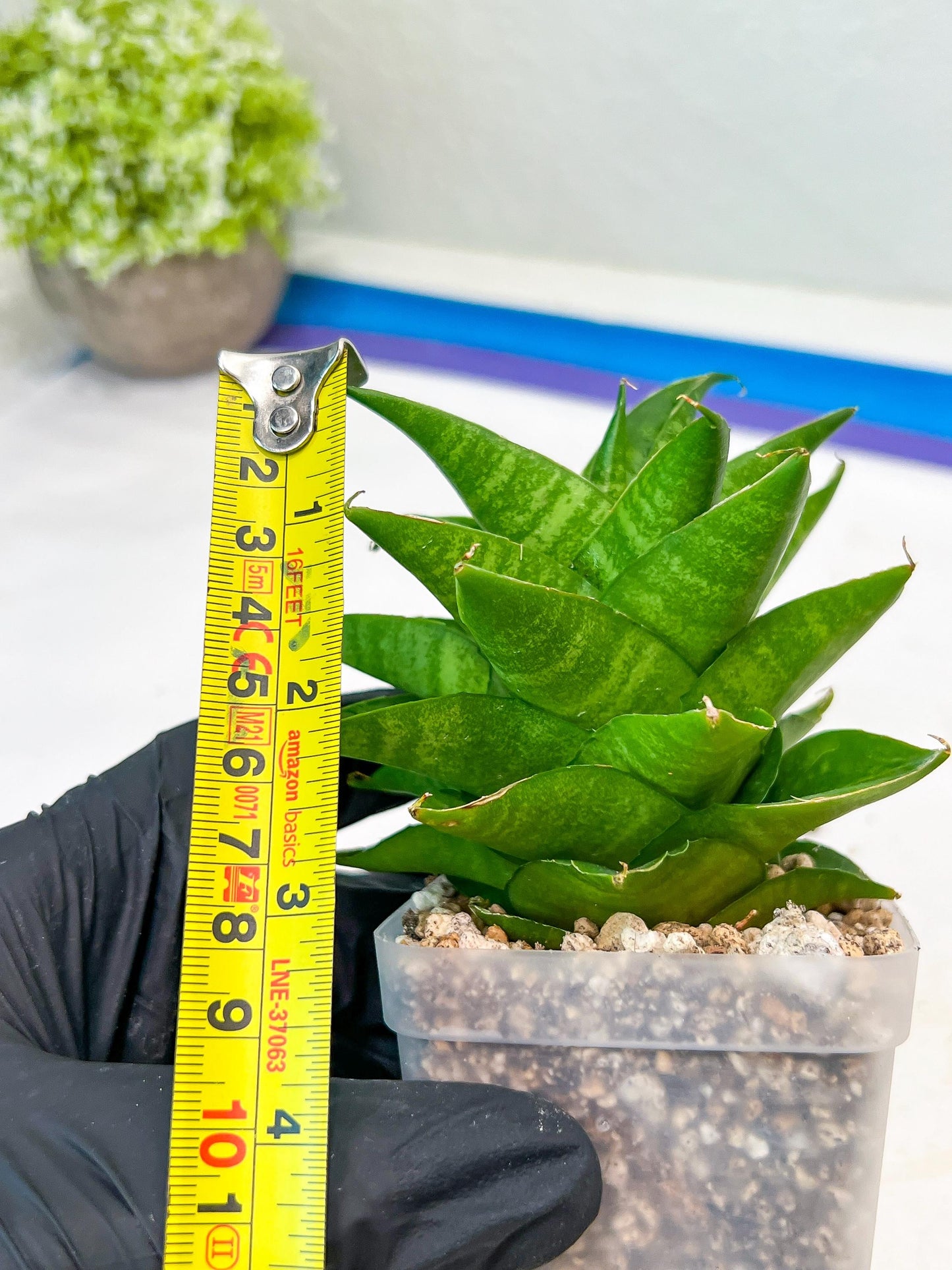 Sansevieria Sheila (#Ba45) | Imported Plants | Rare Hybrid Species