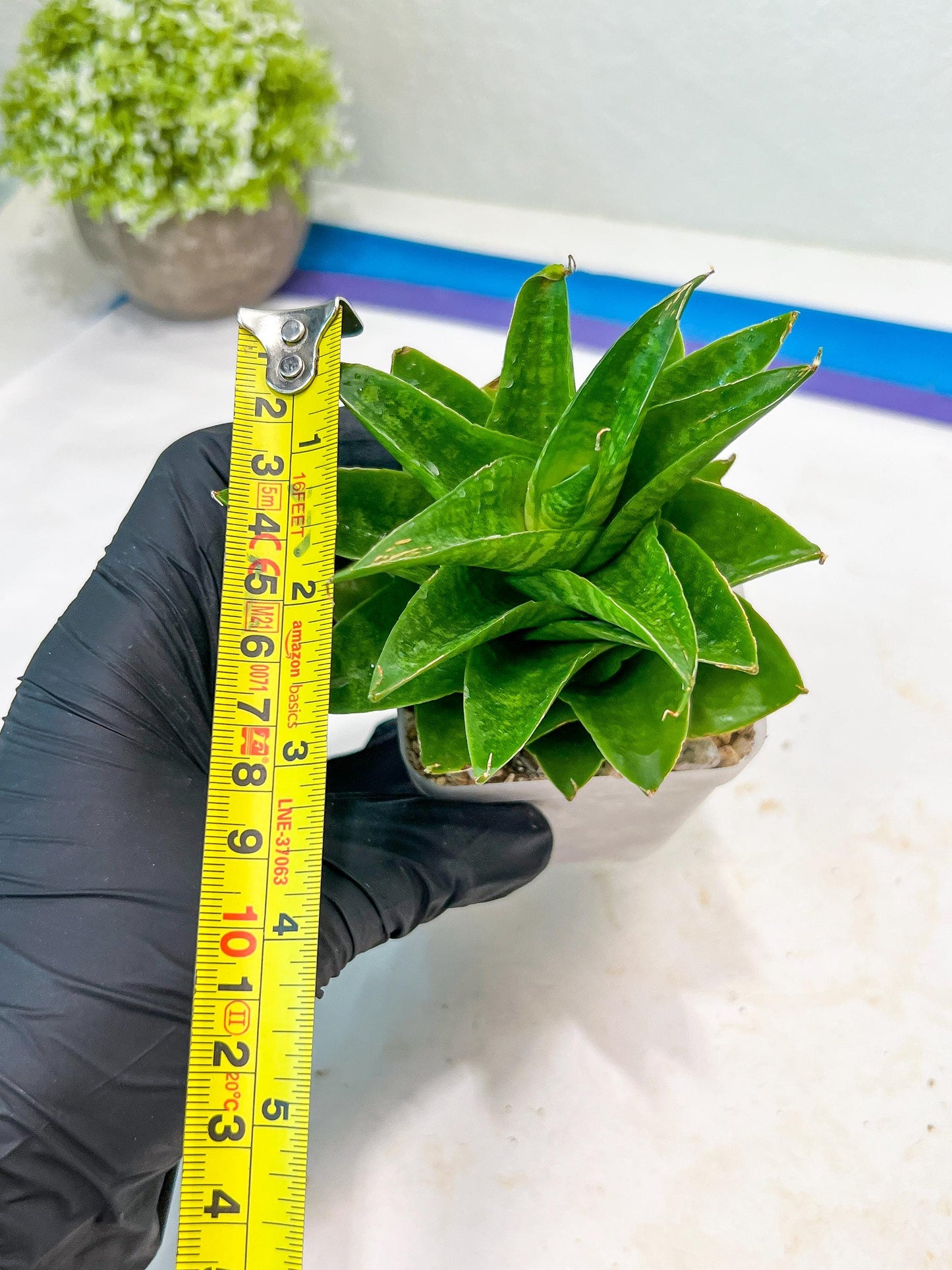 Sansevieria Sheila (#Ba45) | Imported Plants | Rare Hybrid Species