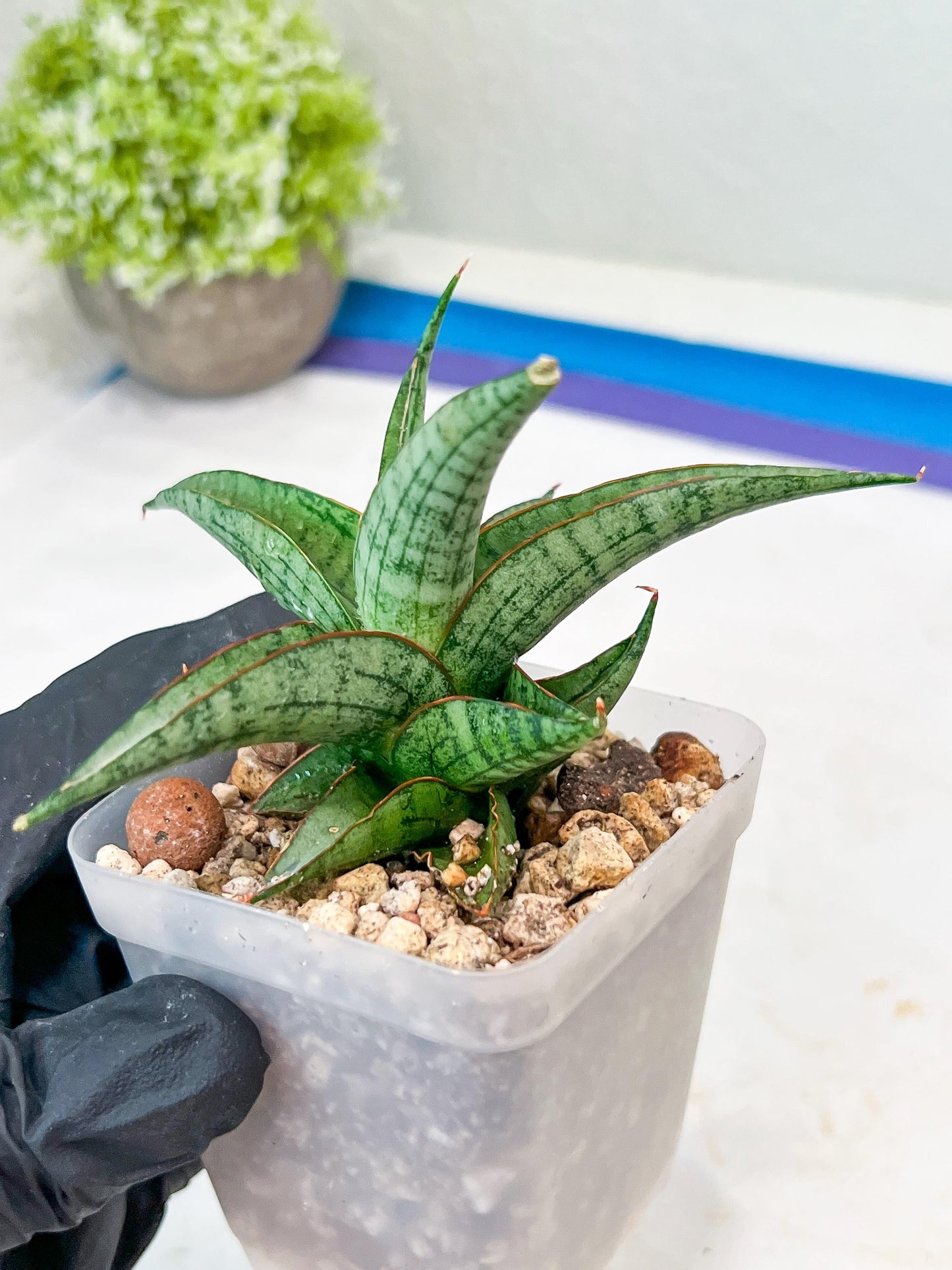 Sansevieria Serayu (#Ba44) | Imported Plants | Rare Hybrid Species