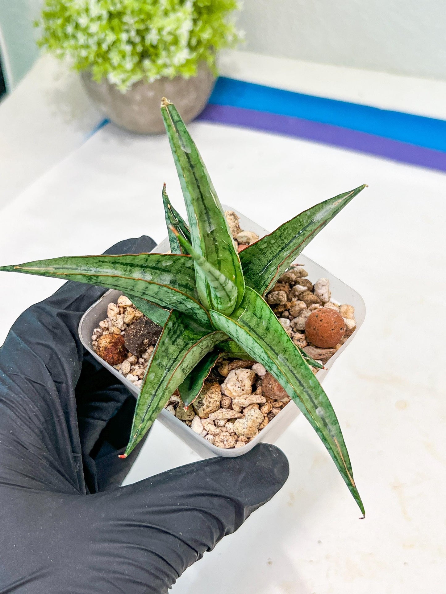 Sansevieria Serayu (#Ba44) | Imported Plants | Rare Hybrid Species