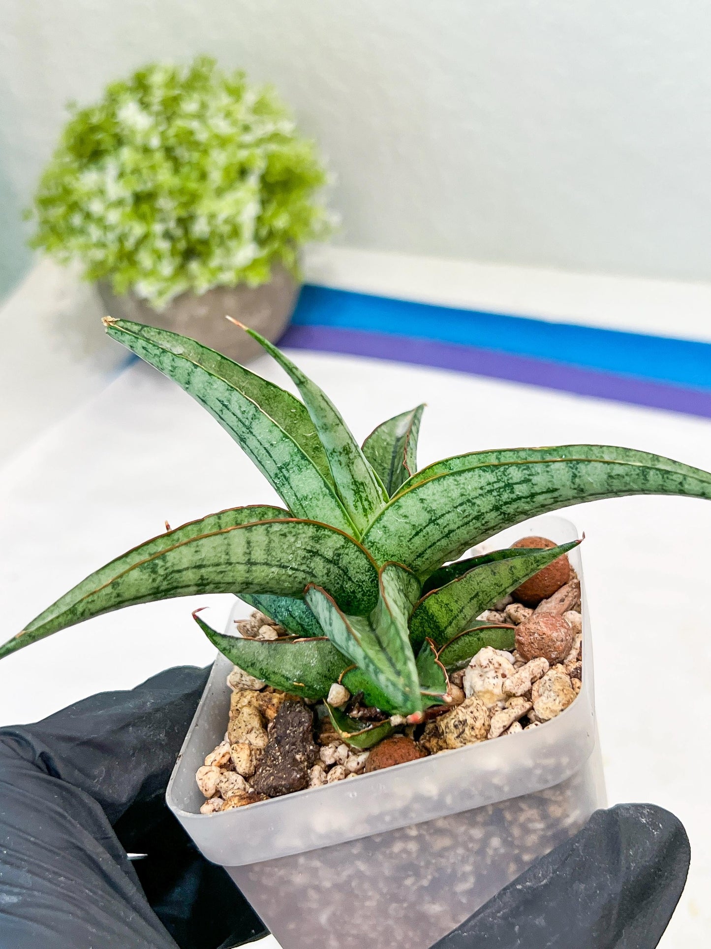 Sansevieria Serayu (#Ba44) | Imported Plants | Rare Hybrid Species