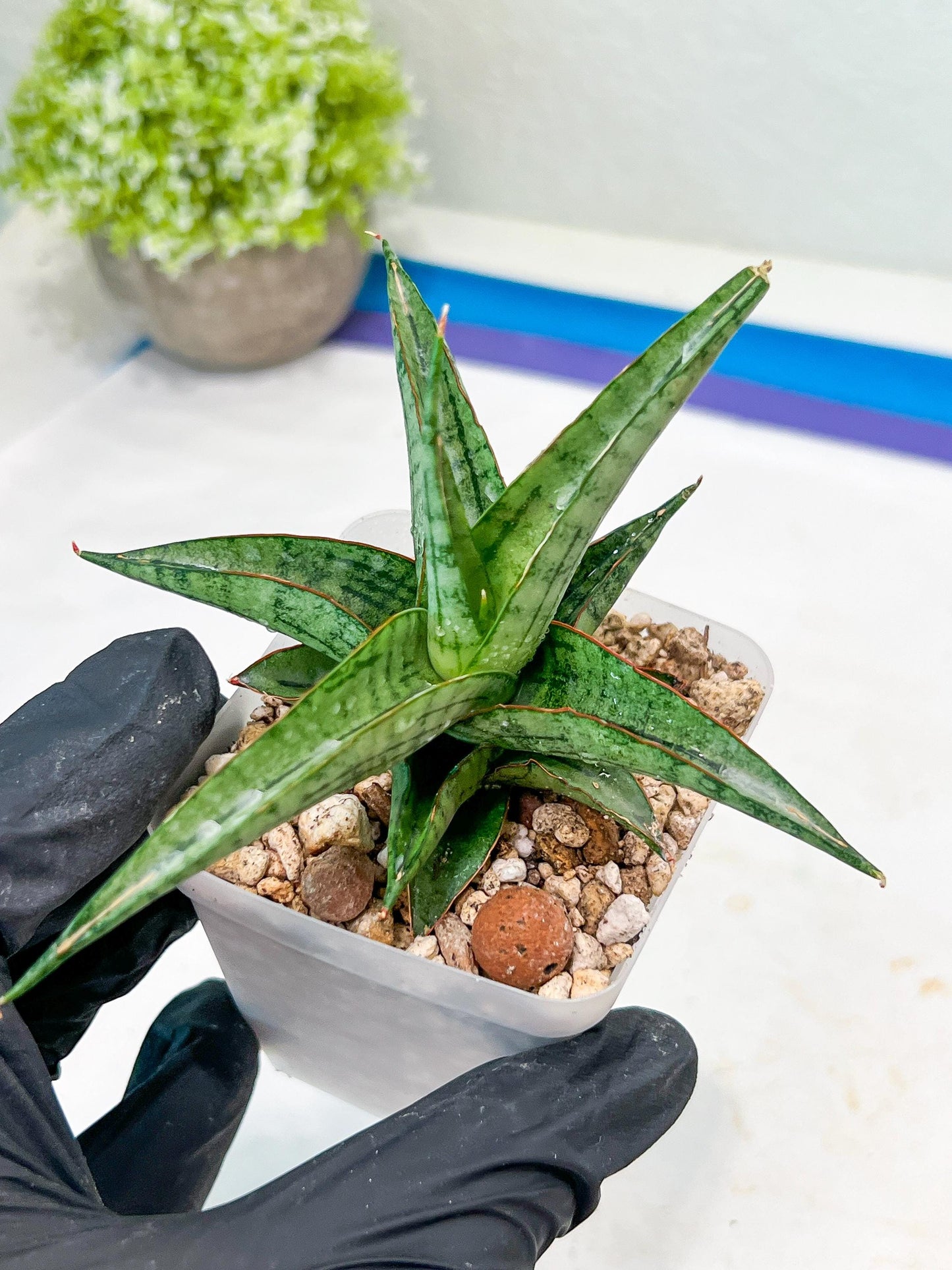 Sansevieria Serayu (#Ba44) | Imported Plants | Rare Hybrid Species