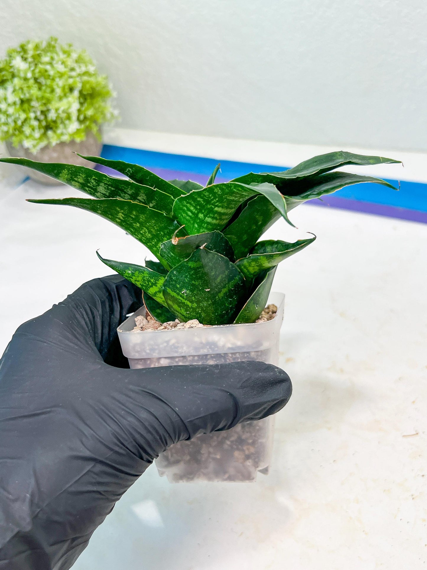 Sansevieria Shinta (#Ba46) | Imported Plants | Rare Hybrid Species