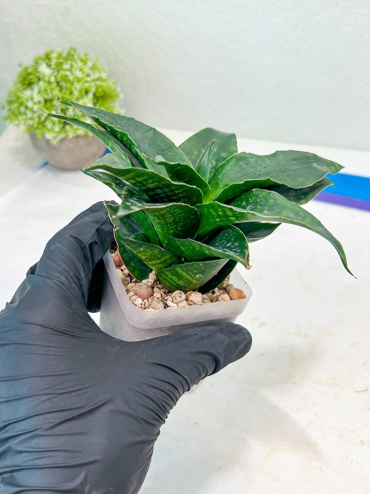 Sansevieria Shinta (#Ba46) | Imported Plants | Rare Hybrid Species