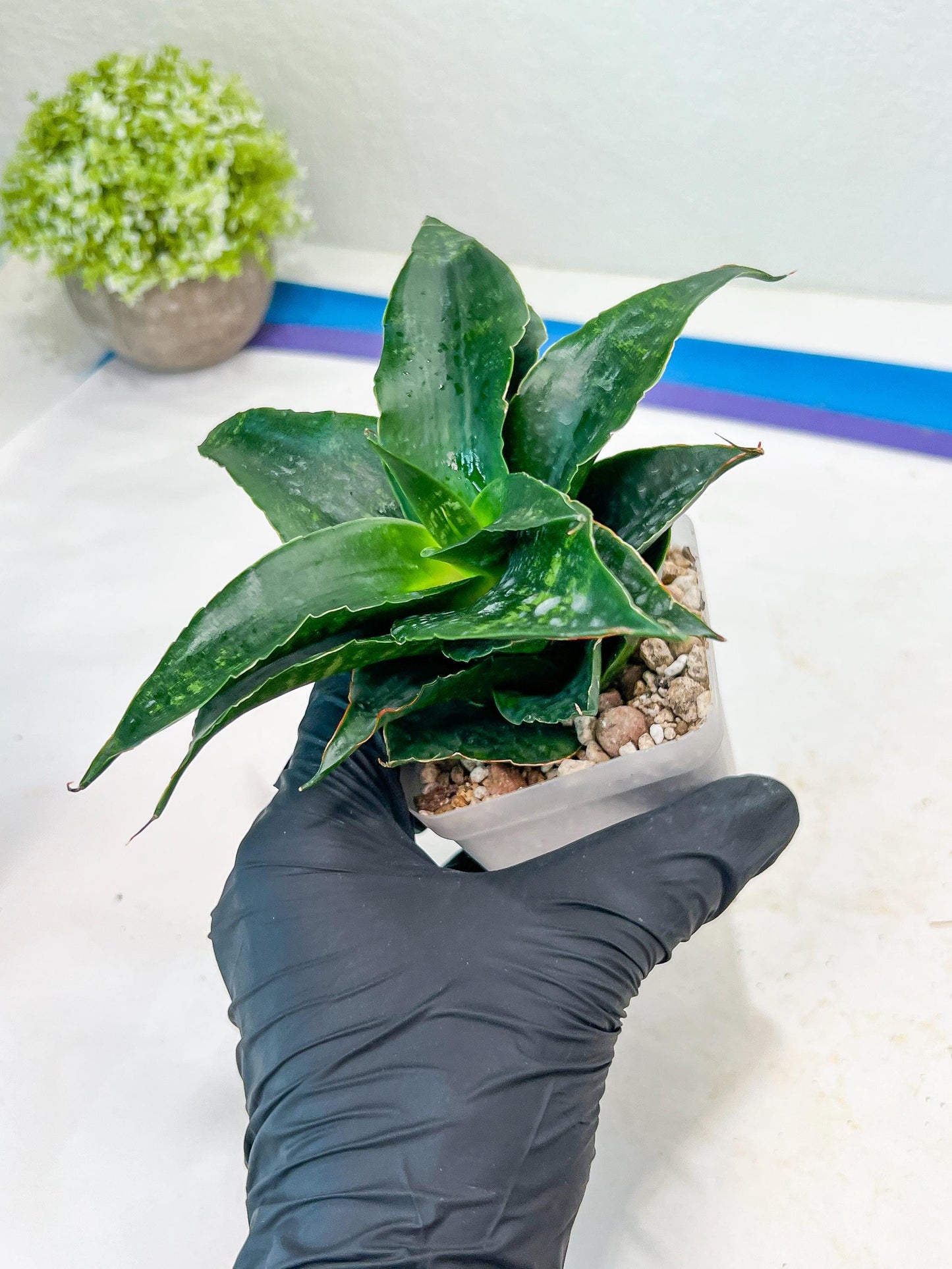 Sansevieria Shinta (#Ba46) | Imported Plants | Rare Hybrid Species