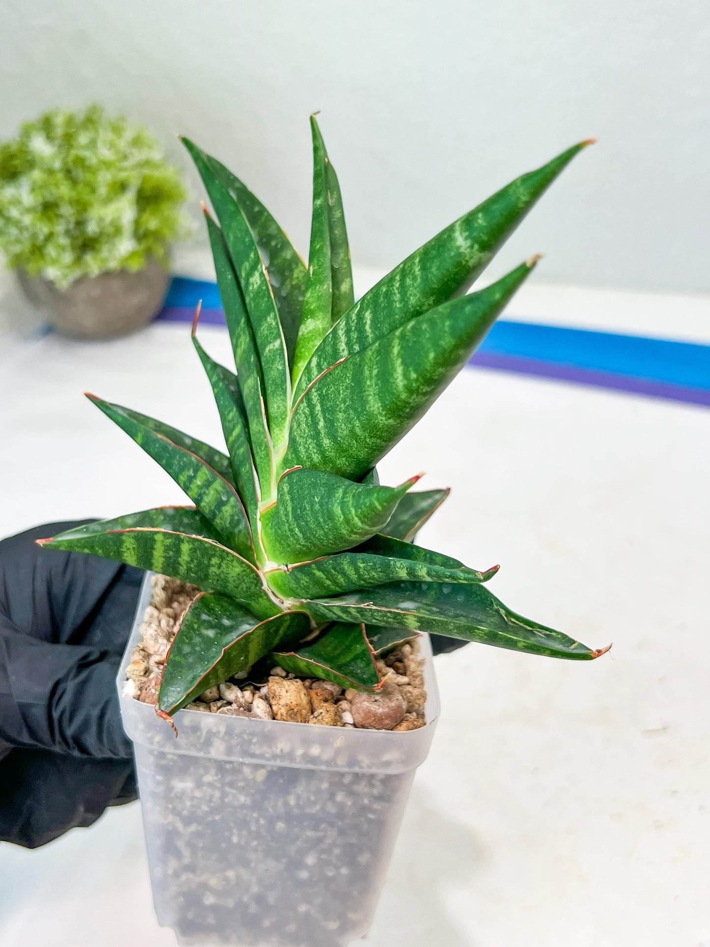 Sansevieria Sky Fire (#Ba47) | Imported Plants | Rare Hybrid Species
