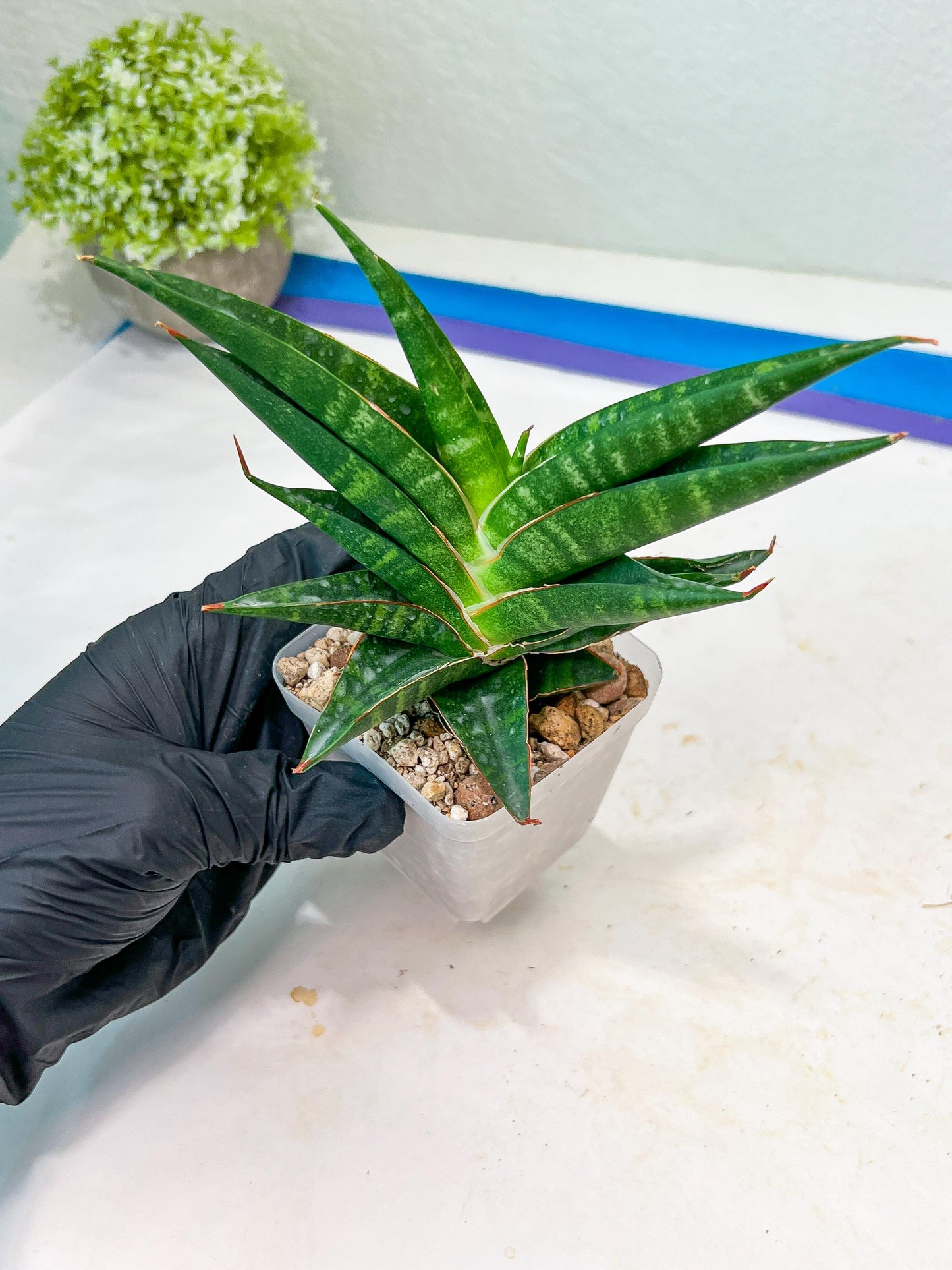 Sansevieria Sky Fire (#Ba47) | Imported Plants | Rare Hybrid Species