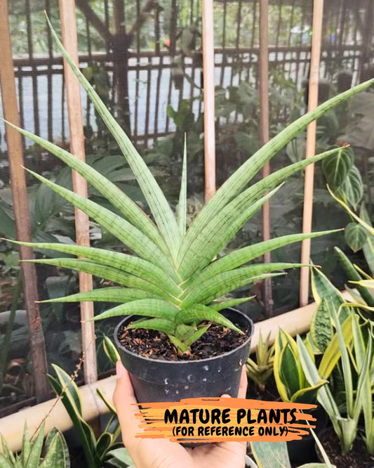 Sansevieria Serayu (#Ba44) | Imported Plants | Rare Hybrid Species