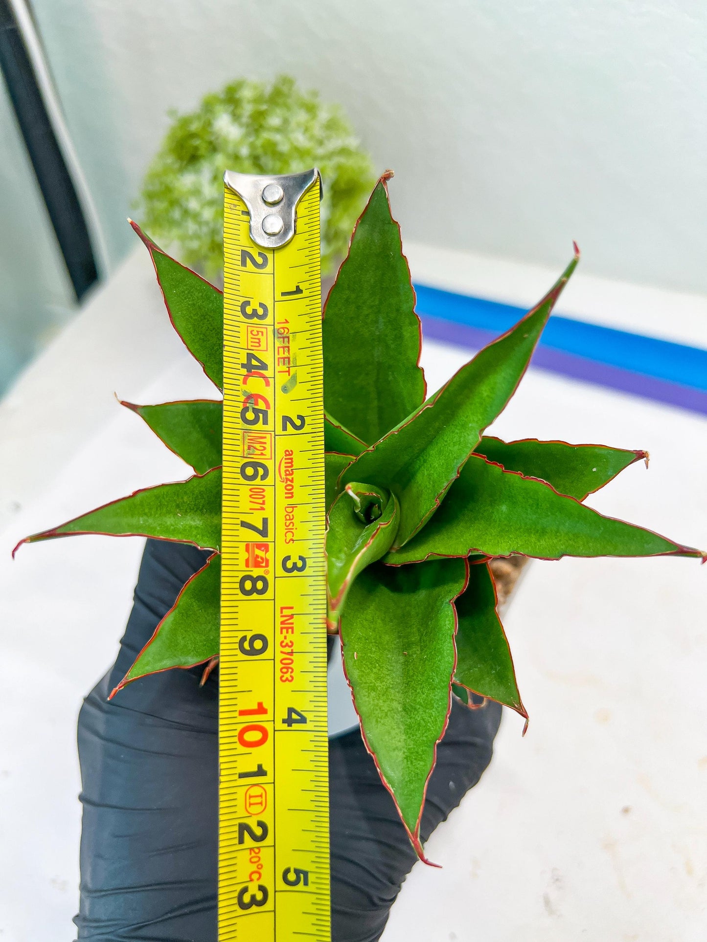 Sansevieria Teacher (#Ba49) | Parent Plant (pinguicula X Gabriella)