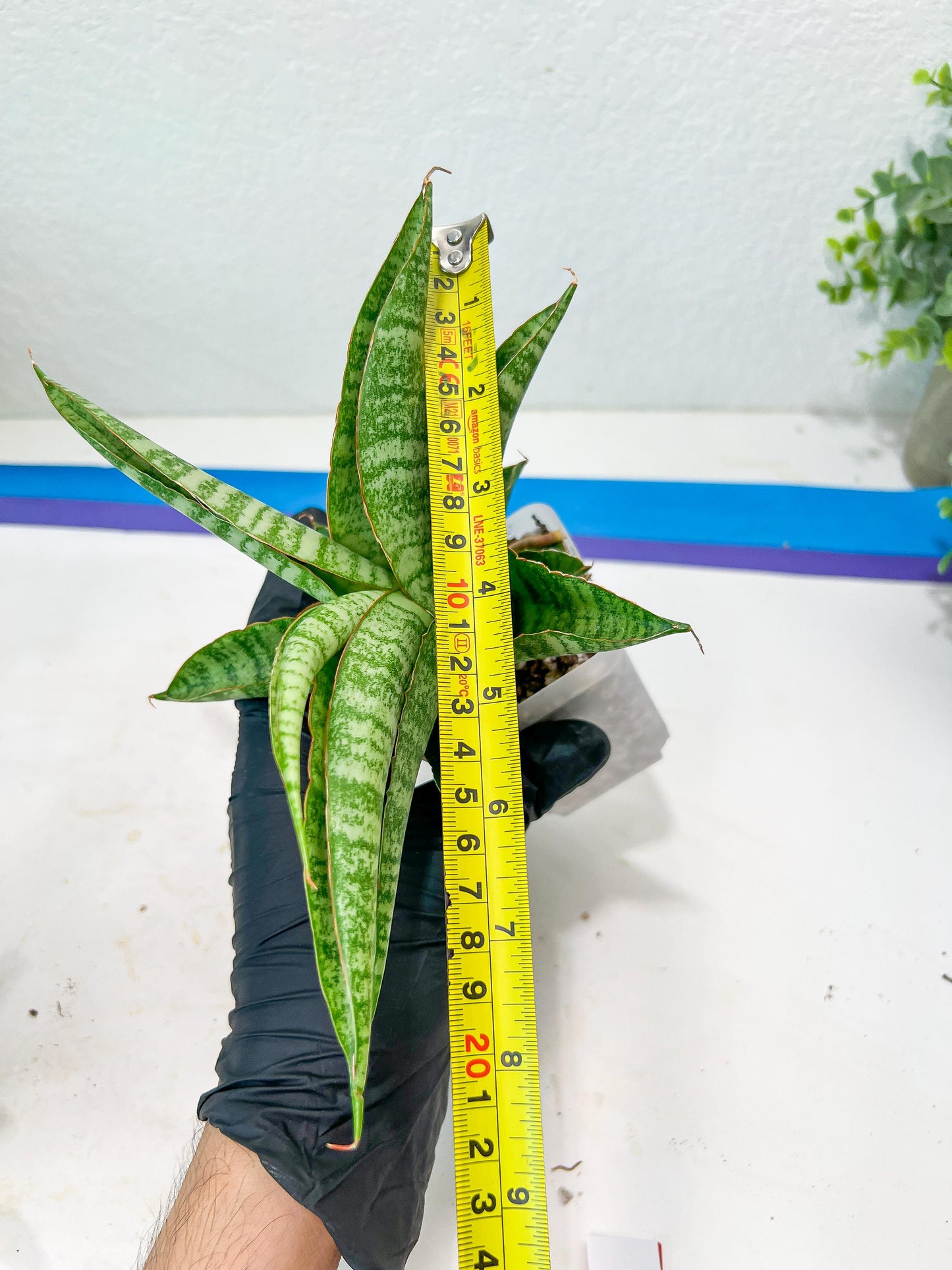 Sansevieria Cordova x cordova Mutated (#Ba54) | Imported Plants