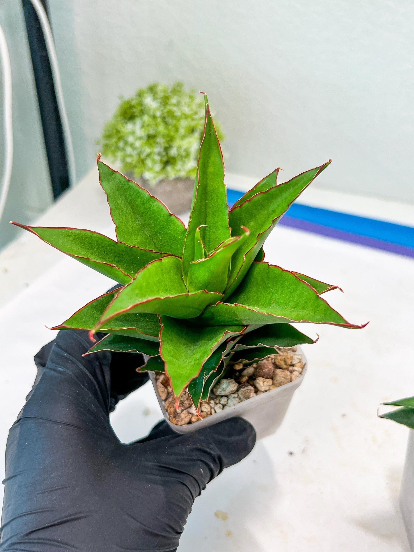 Sansevieria Teacher (#Ba49) | Parent Plant (pinguicula X Gabriella)
