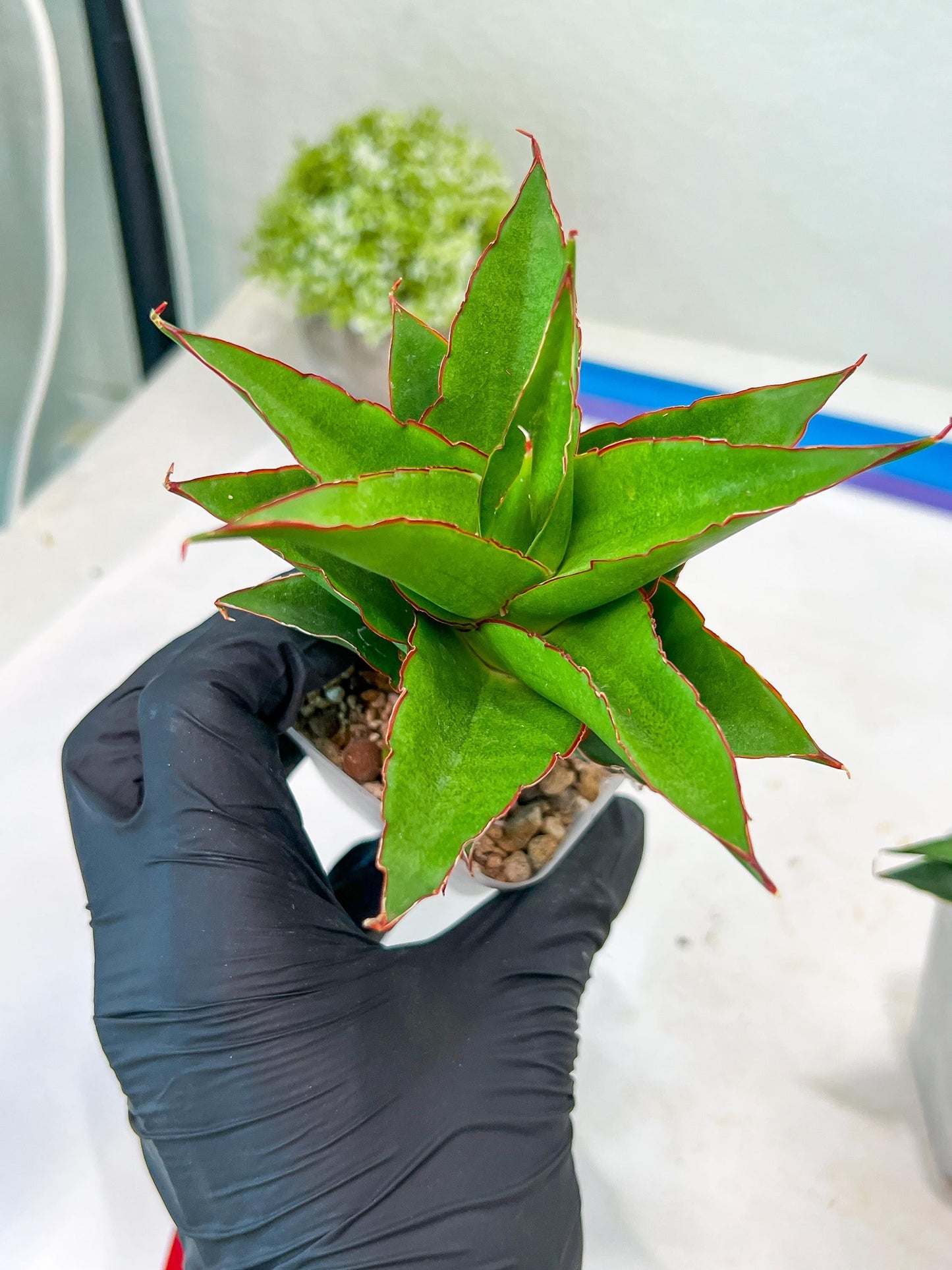 Sansevieria Teacher (#Ba49) | Parent Plant (pinguicula X Gabriella)