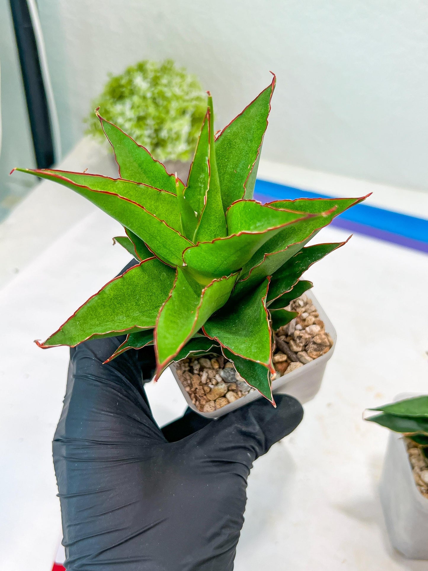 Sansevieria Teacher (#Ba49) | Parent Plant (pinguicula X Gabriella)