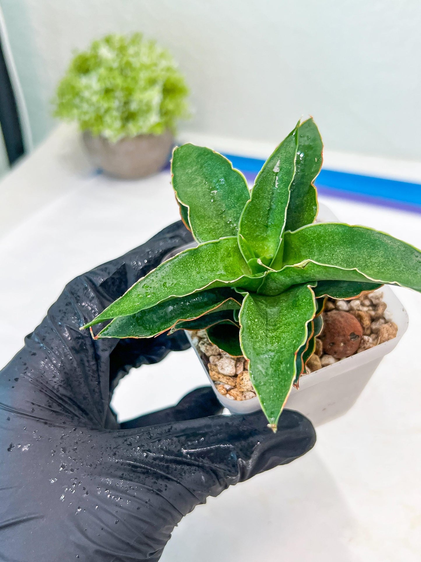 Sansevieria Wulan (#Ba52) | Imported Plants | Rare Hybrid Species