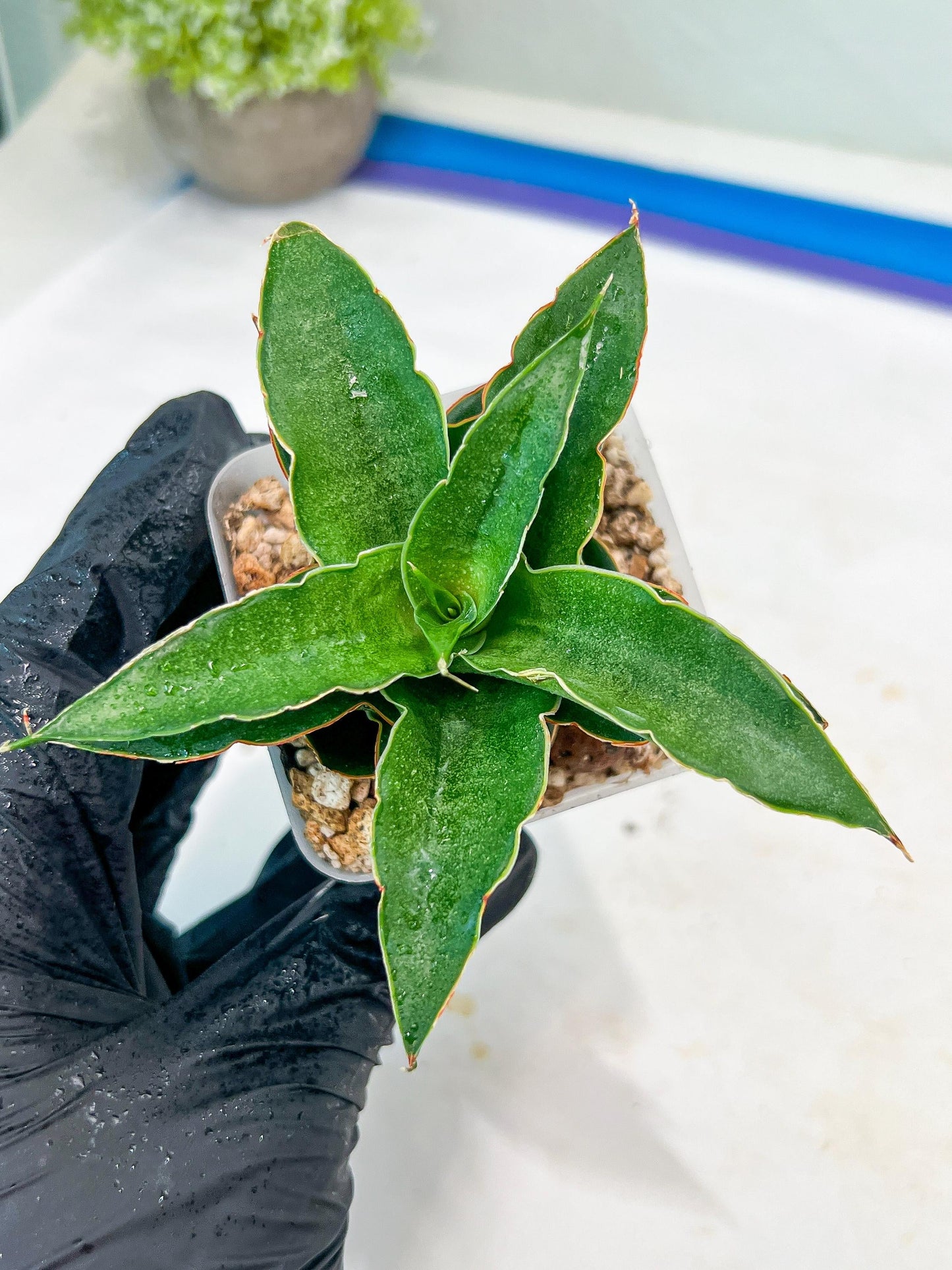 Sansevieria Wulan (#Ba52) | Imported Plants | Rare Hybrid Species