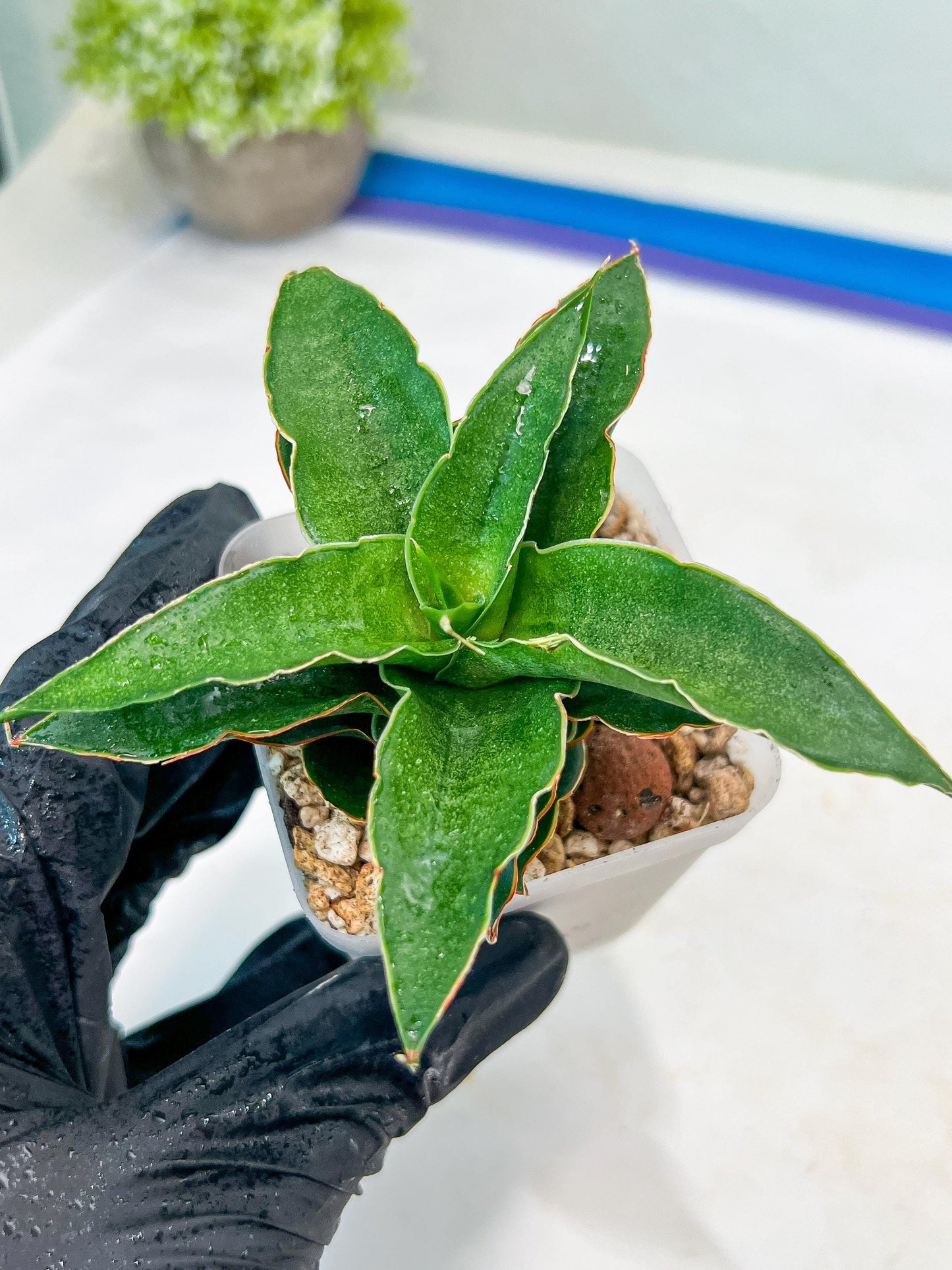 Sansevieria Wulan (#Ba52) | Imported Plants | Rare Hybrid Species