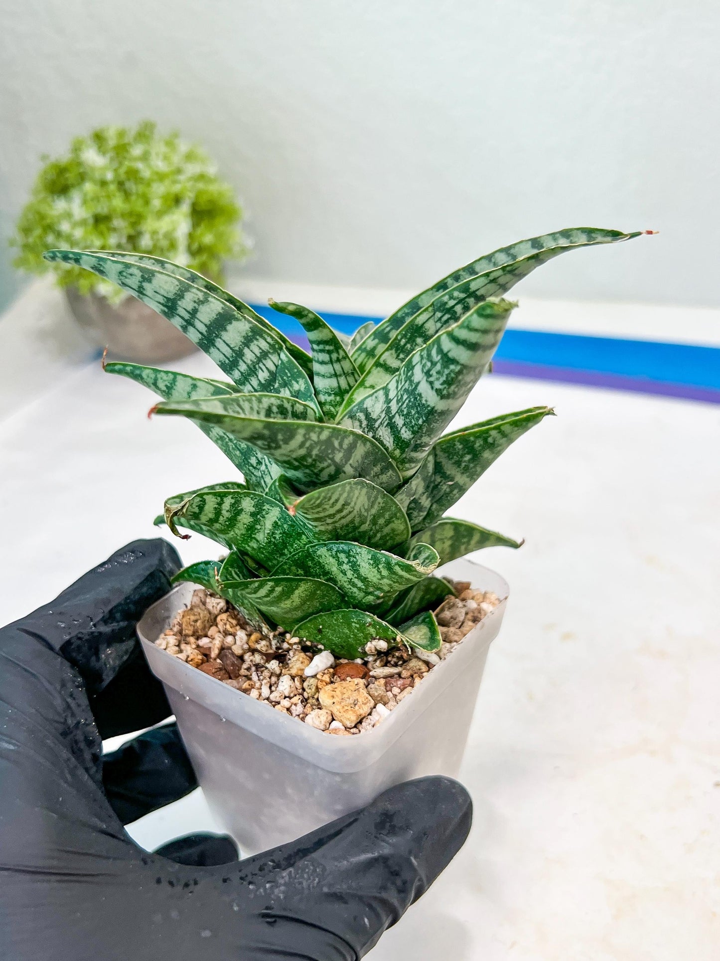 Sansevieria Xiena (#Ba53) | Imported Plants | Rare Hybrid Species