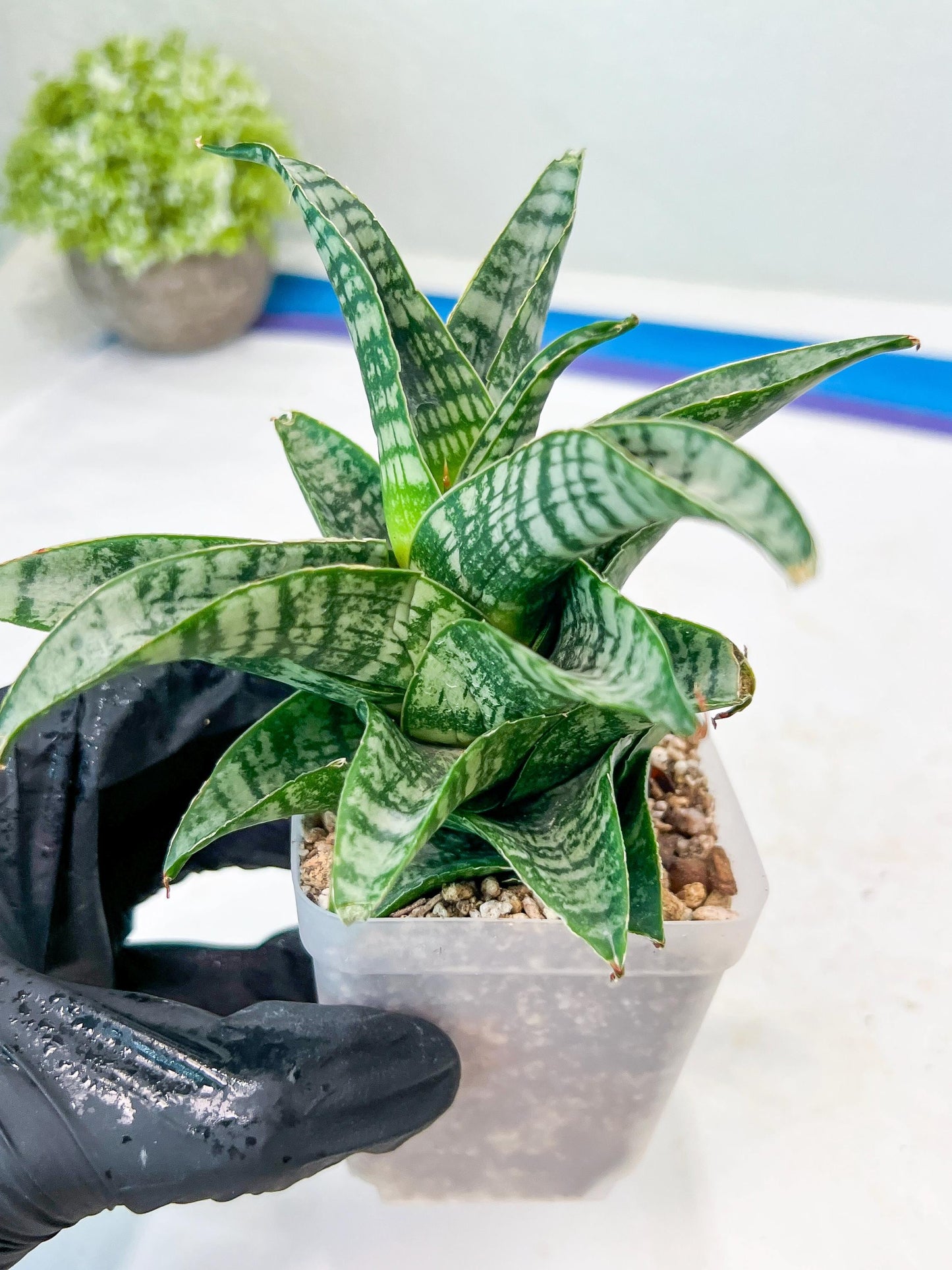 Sansevieria Xiena (#Ba53) | Imported Plants | Rare Hybrid Species
