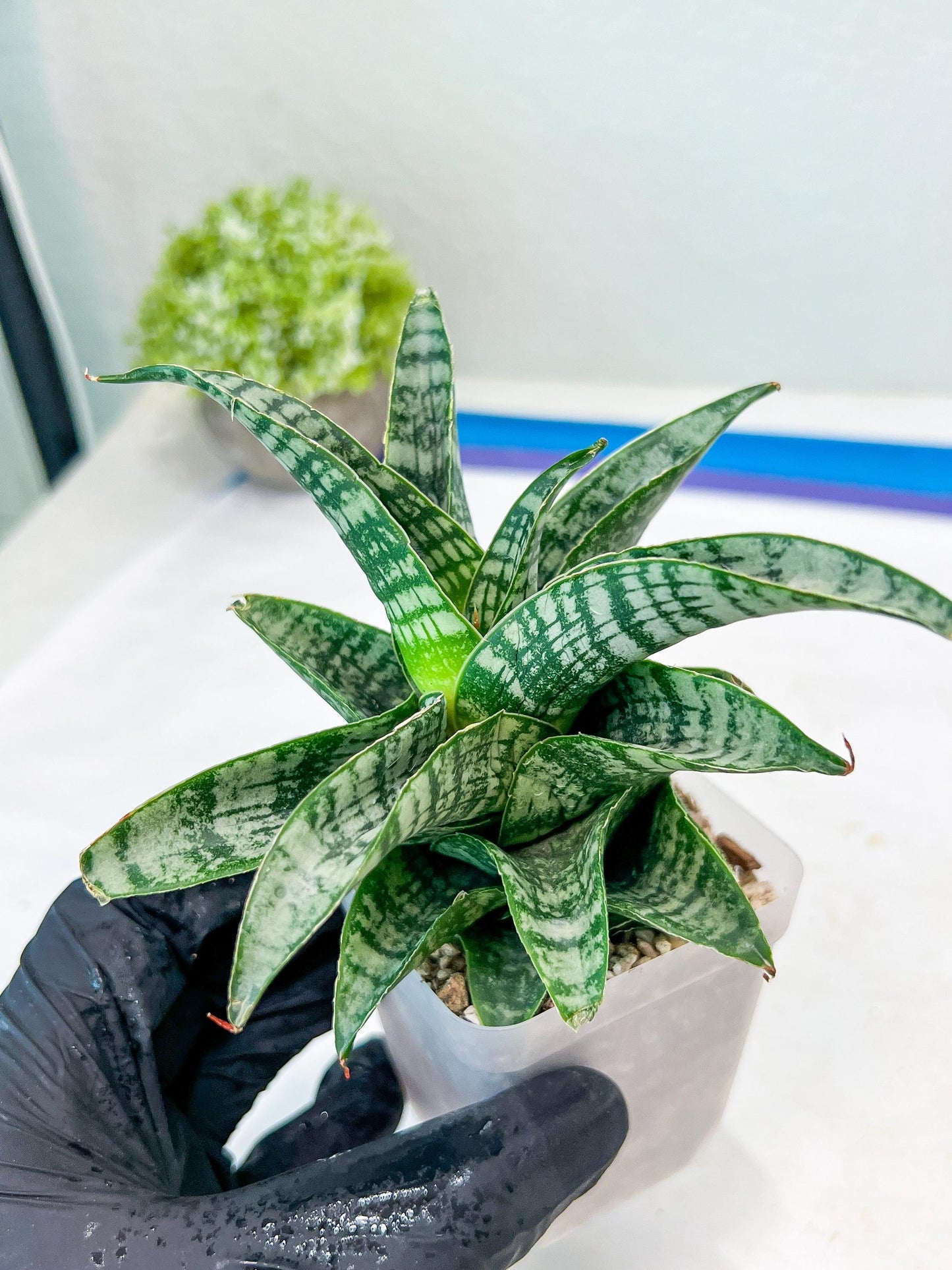 Sansevieria Xiena (#Ba53) | Imported Plants | Rare Hybrid Species