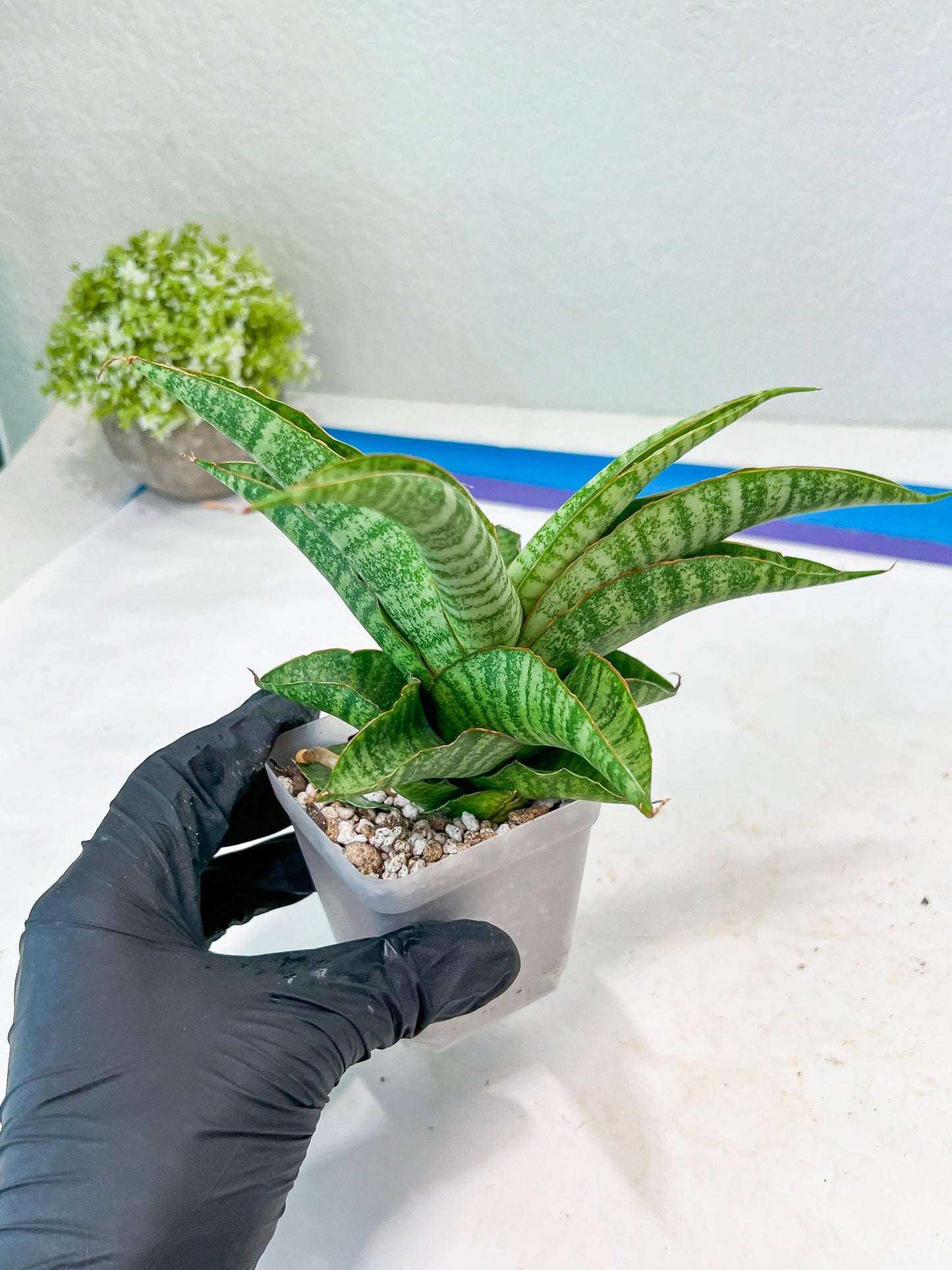 Sansevieria Cordova x cordova Mutated (#Ba54) | Imported Plants