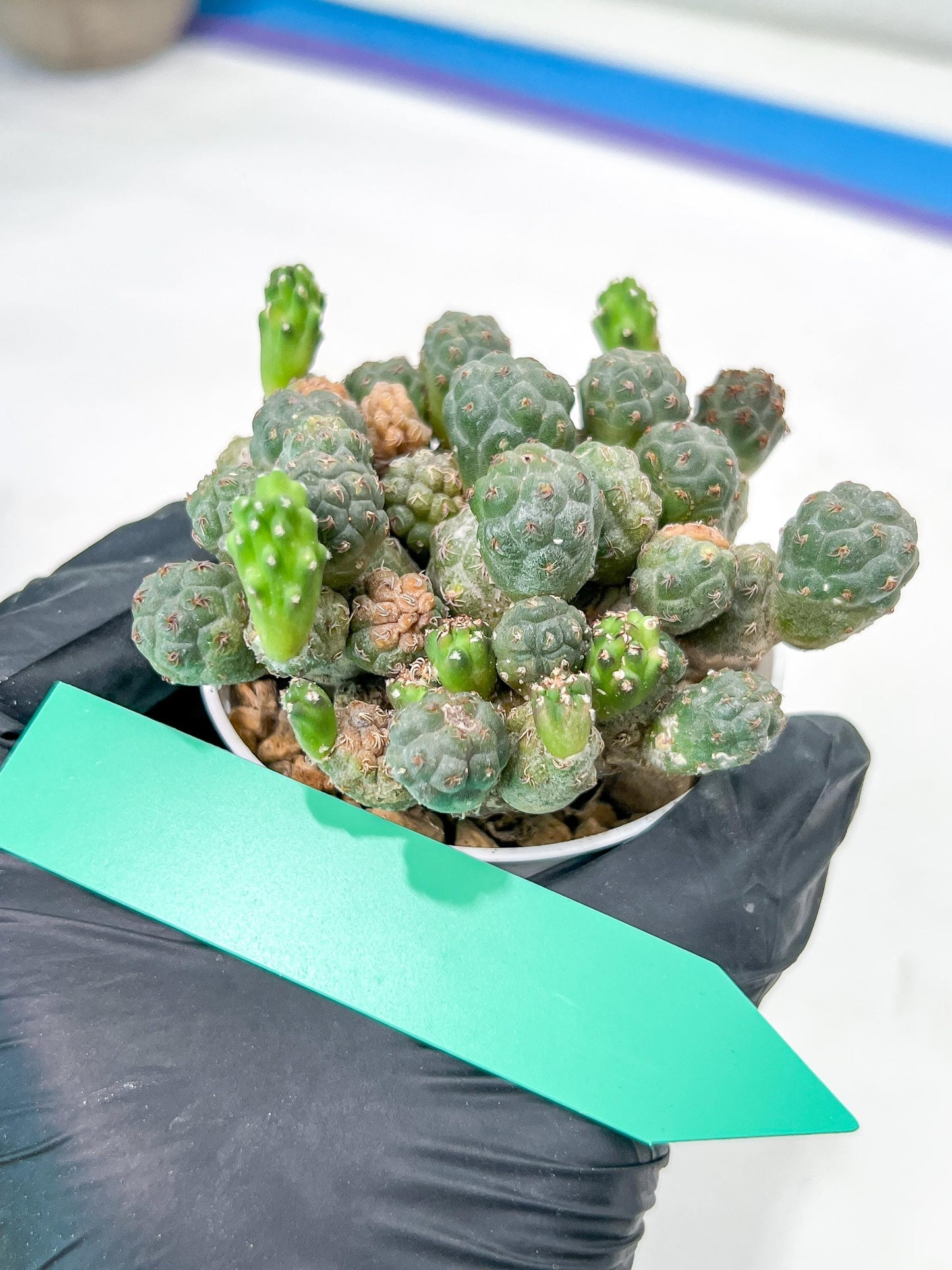 Maihueniopsis minuta Cactus | Imported Cactus | Rare Succulent