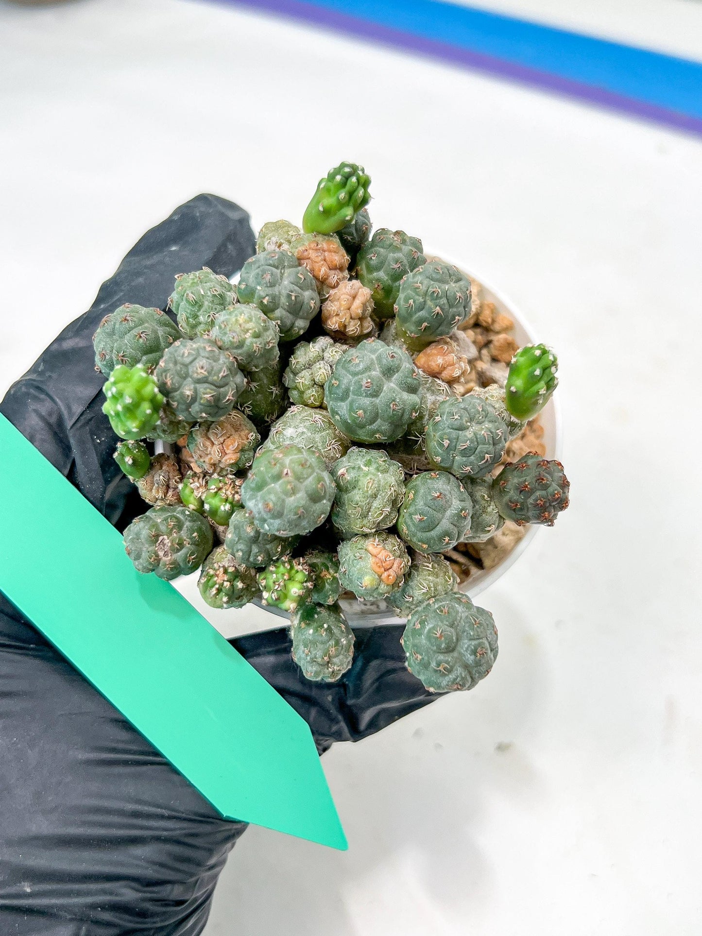 Maihueniopsis minuta Cactus | Imported Cactus | Rare Succulent