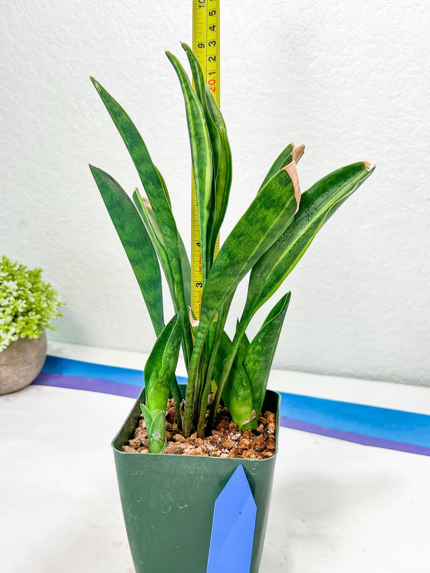 Sansevieria Sudwala Caves Variegated | Rare Impoted Plants