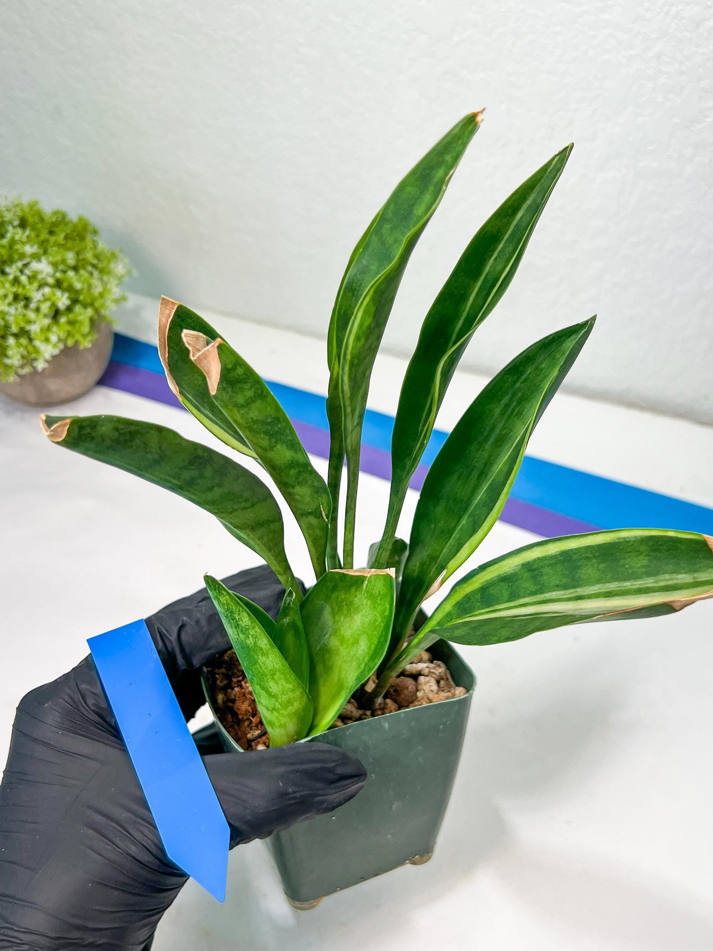 Sansevieria Sudwala Caves Variegated | Rare Impoted Plants