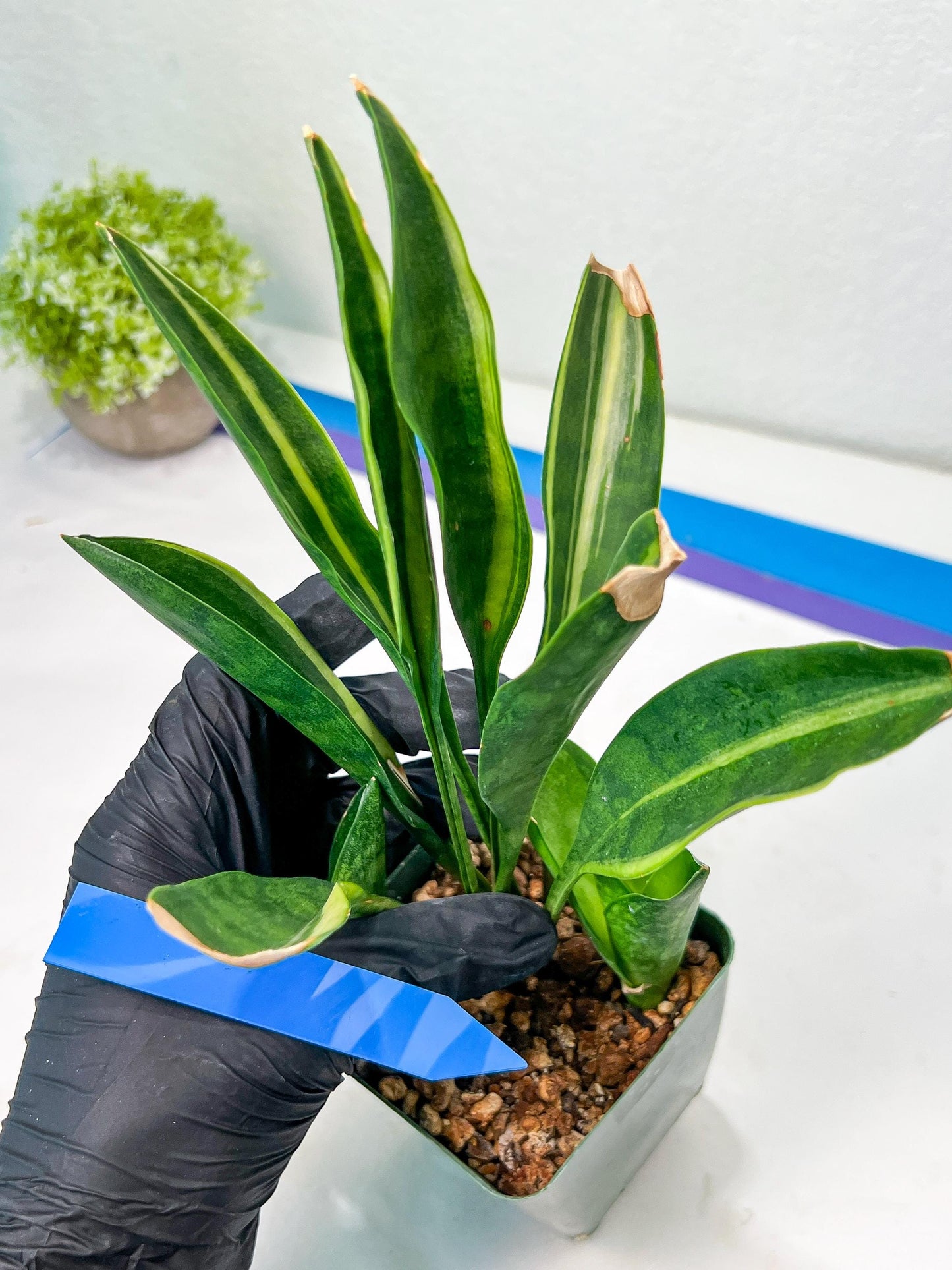 Sansevieria Sudwala Caves Variegated | Rare Impoted Plants