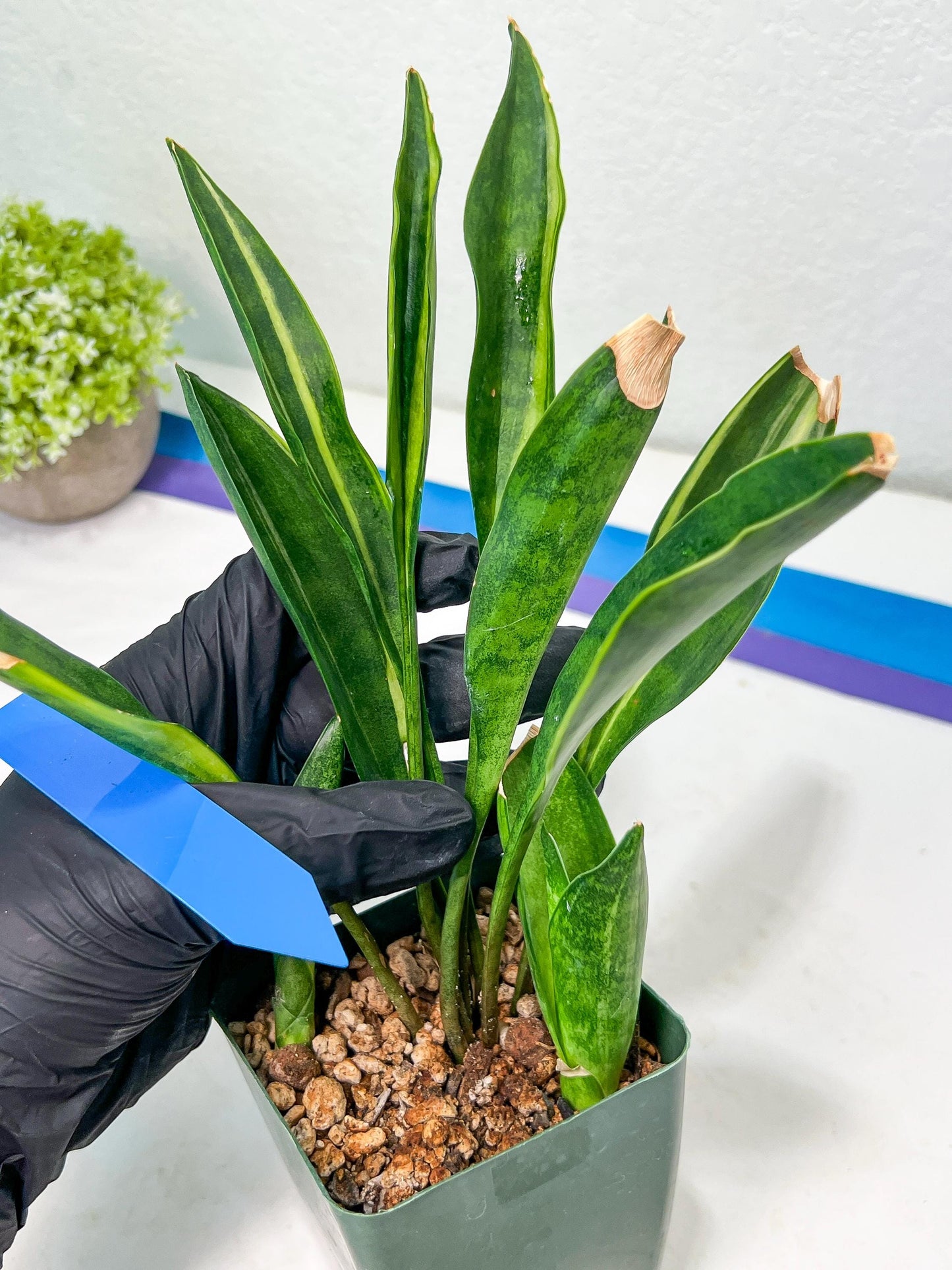 Sansevieria Sudwala Caves Variegated | Rare Impoted Plants