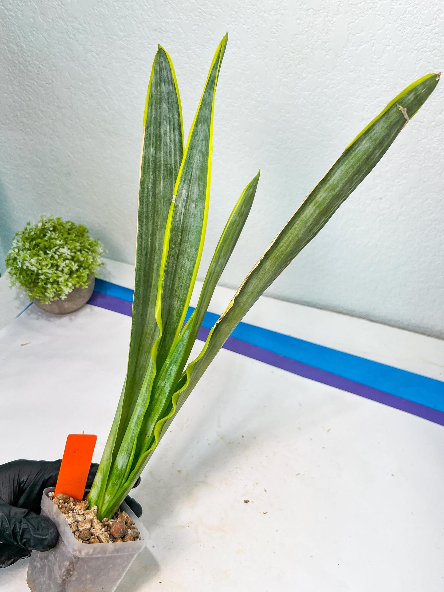 Sansevieria trifasciata Assalam | Imported Plants