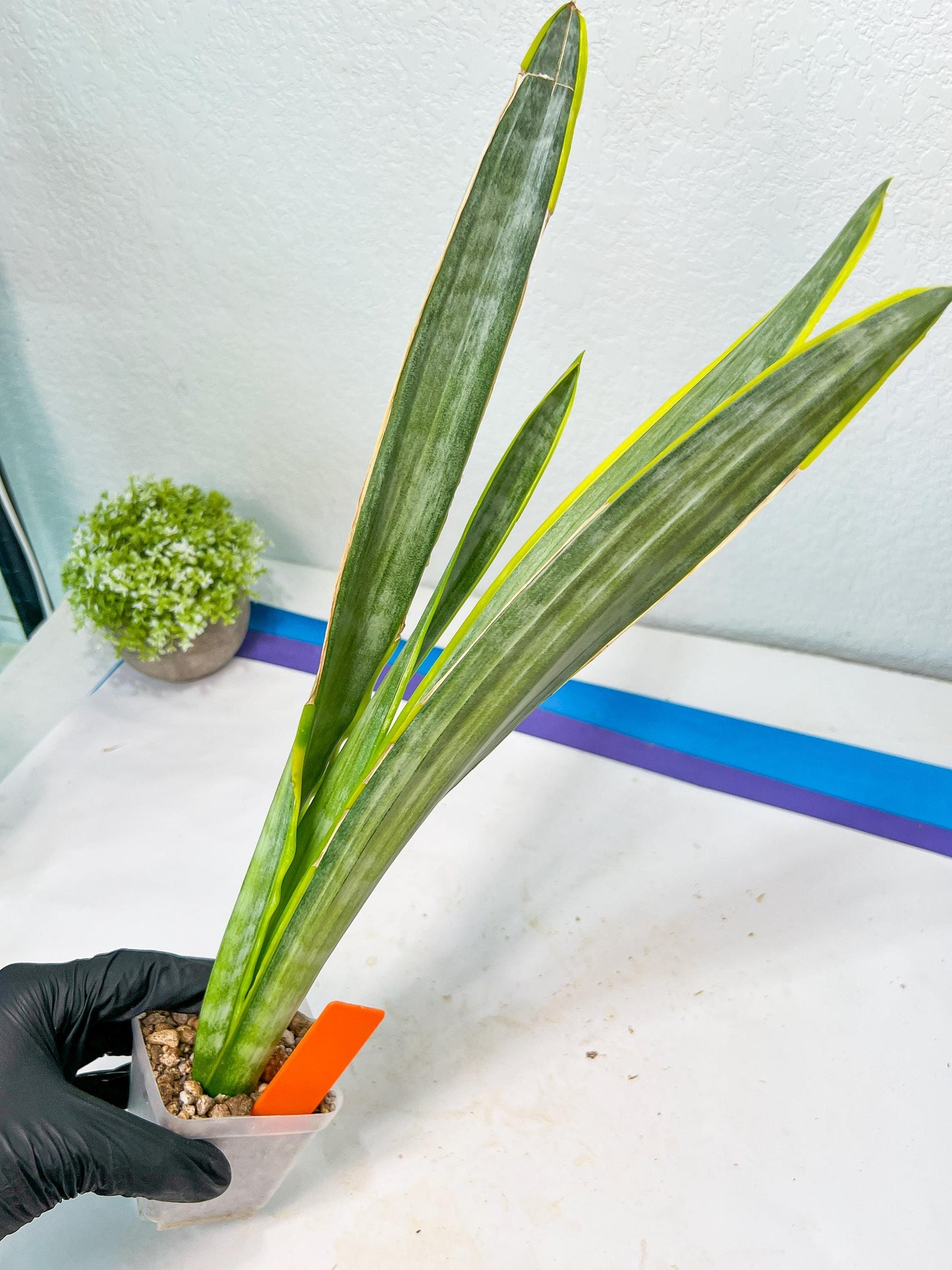 Sansevieria trifasciata Assalam | Imported Plants