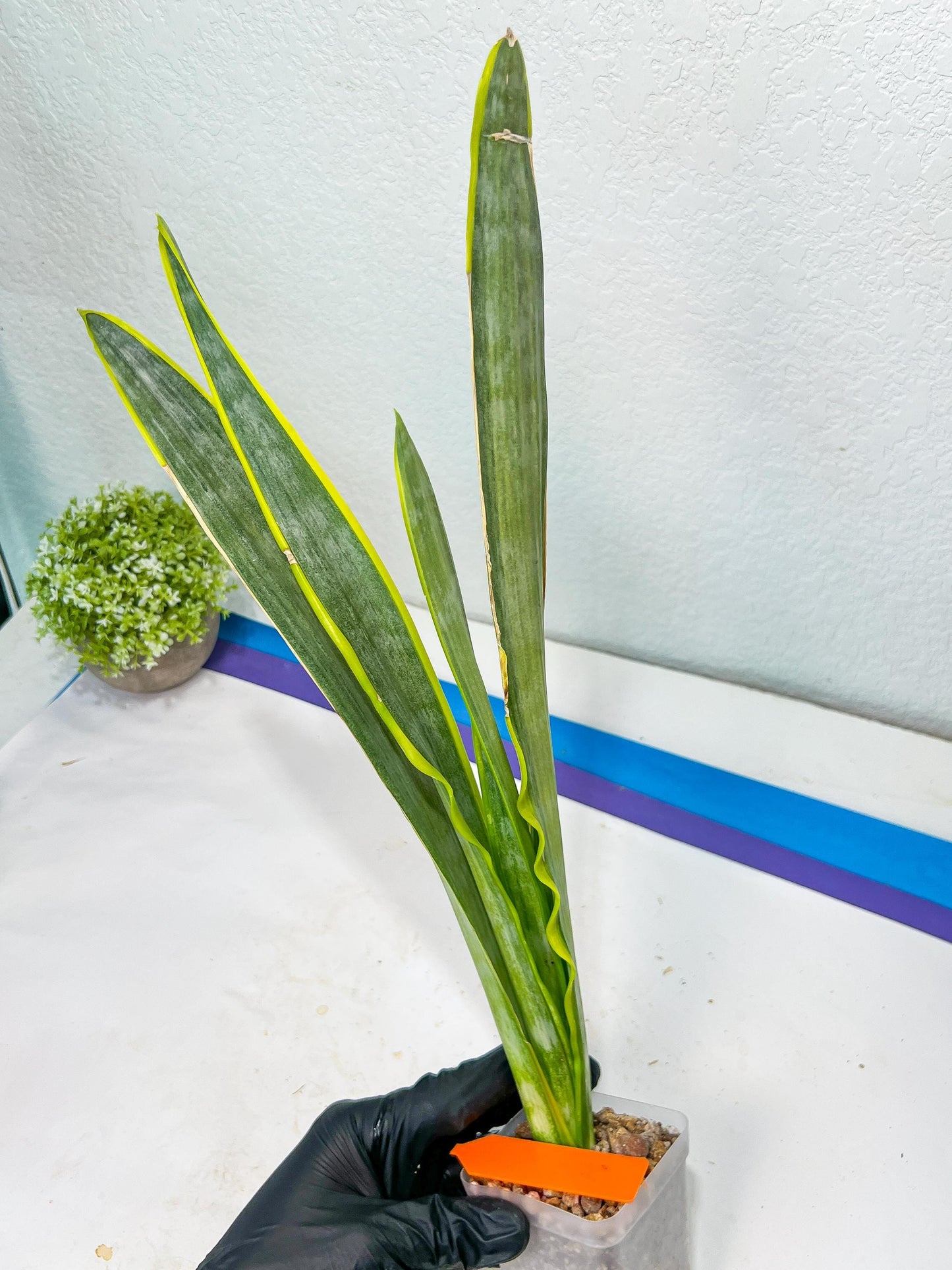 Sansevieria trifasciata Assalam | Imported Plants