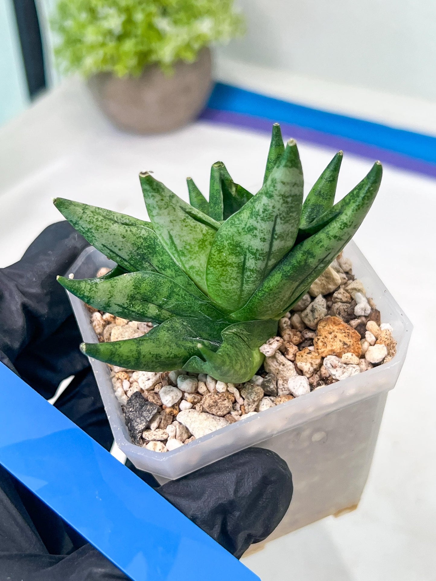 Sansevieria Goku (#A4) | Dwarf Hybrids