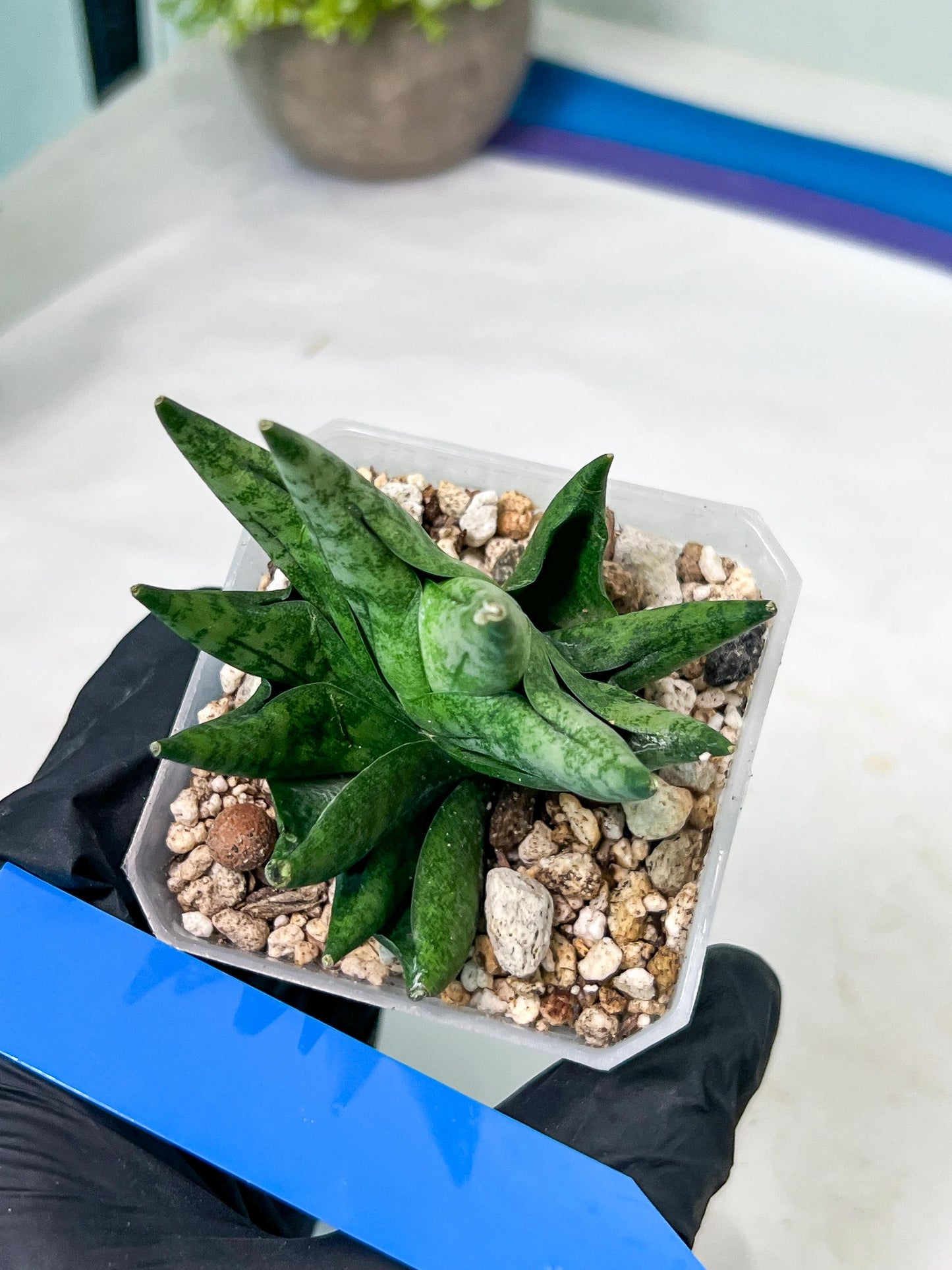 Sansevieria Goku (#A4) | Dwarf Hybrids