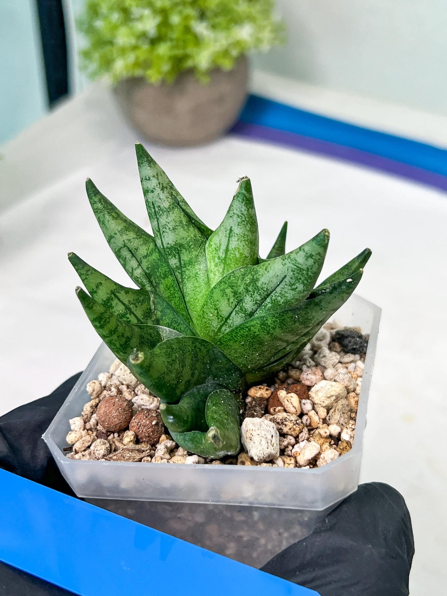 Sansevieria Goku (#A4) | Dwarf Hybrids