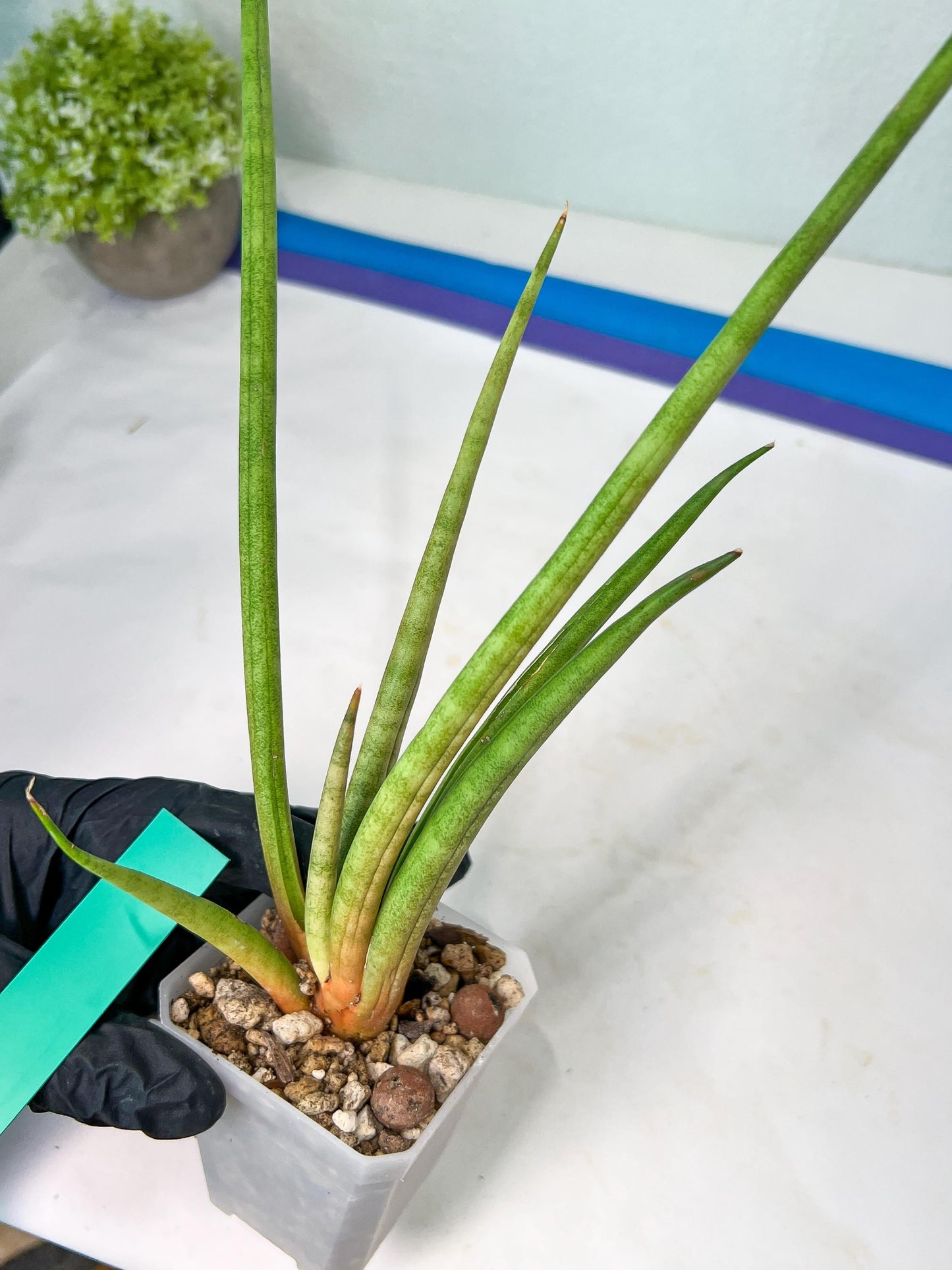 Sanseviera Flamingo (#B1) | Imported Hybrids