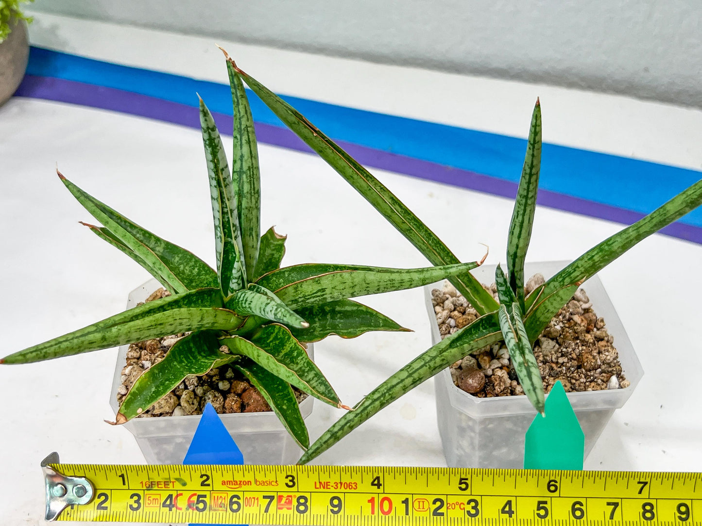Sansevieria Trident (PH18) | Imported Indoor Snake Plant