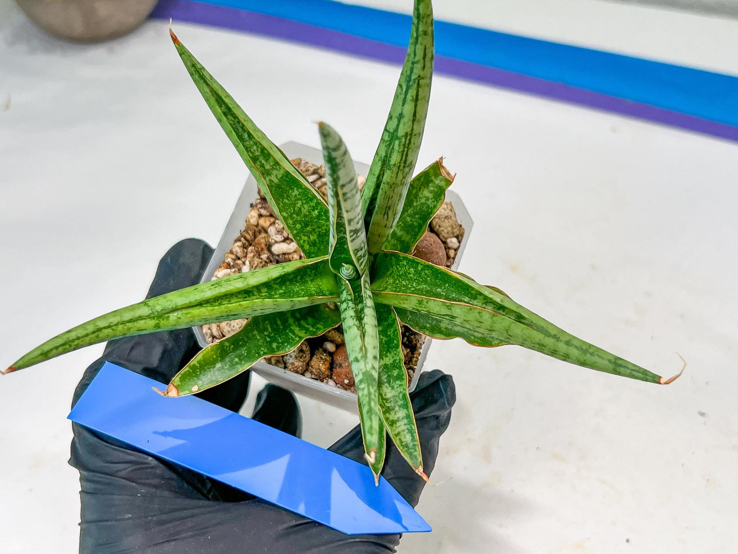 Sansevieria Trident (PH18) | Imported Indoor Snake Plant