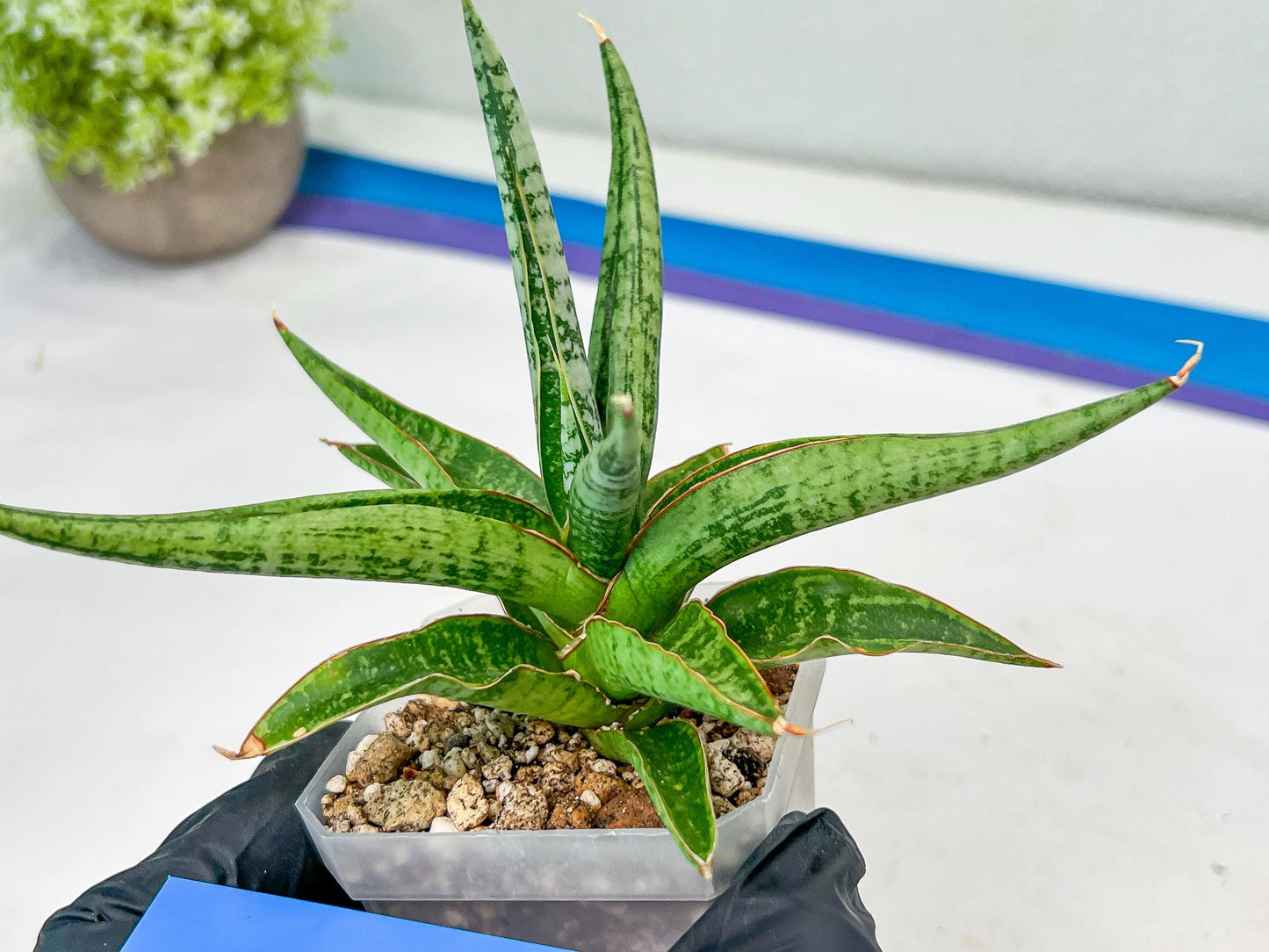 Sansevieria Trident (PH18) | Imported Indoor Snake Plant