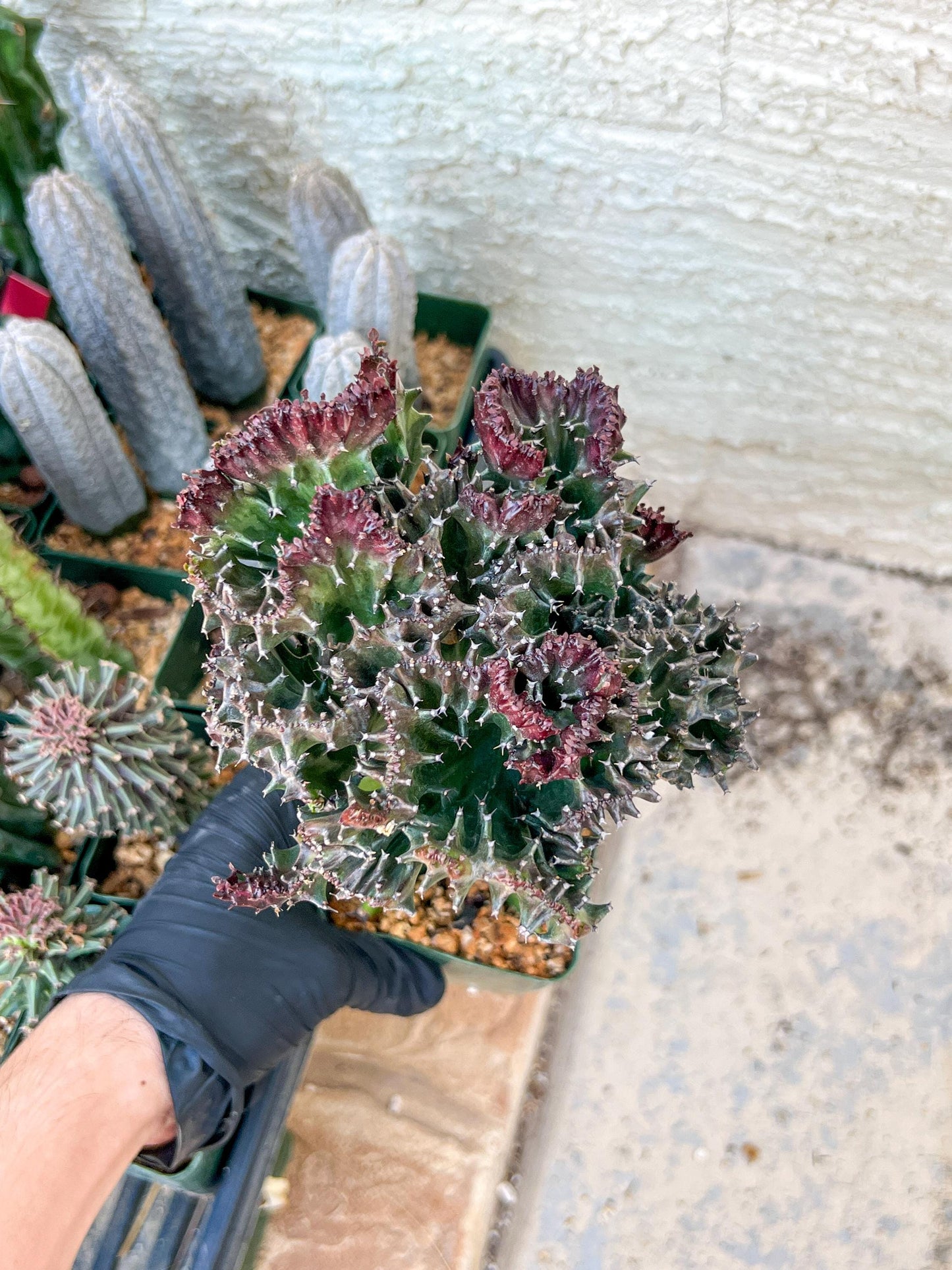 Lactea Crested Grafted Purple/Green | Imported | Mermaid Fin Plant