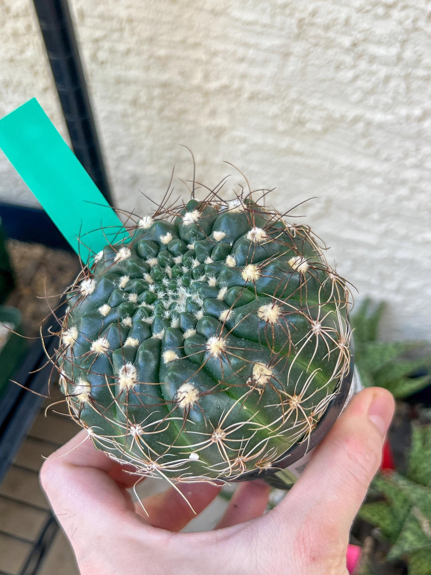 Notocactus Uebelmannianus | Rare succulent | 3.5" Planter