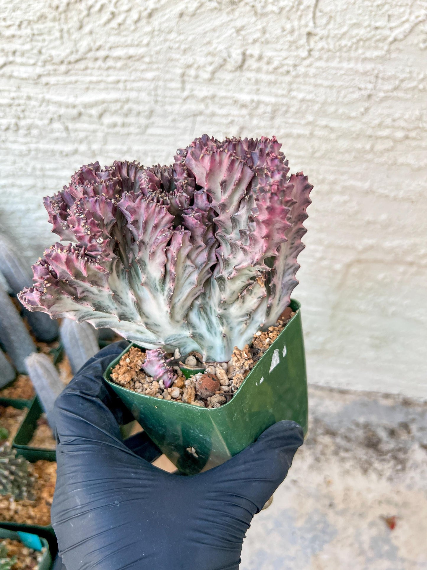 Lactea Crested Grafted Shot body | Imported | Mermaid Fin Plant