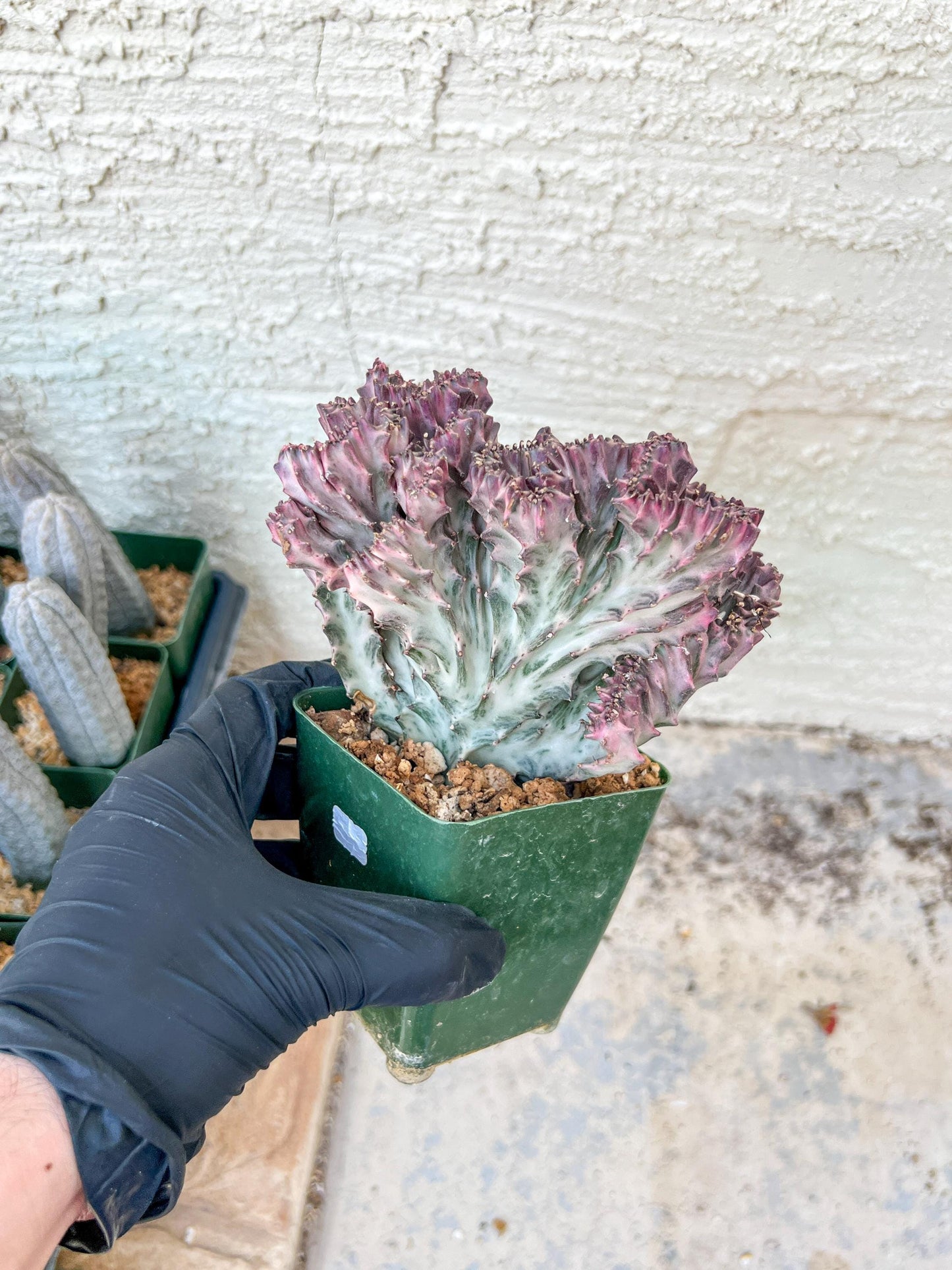 Lactea Crested Grafted Shot body | Imported | Mermaid Fin Plant