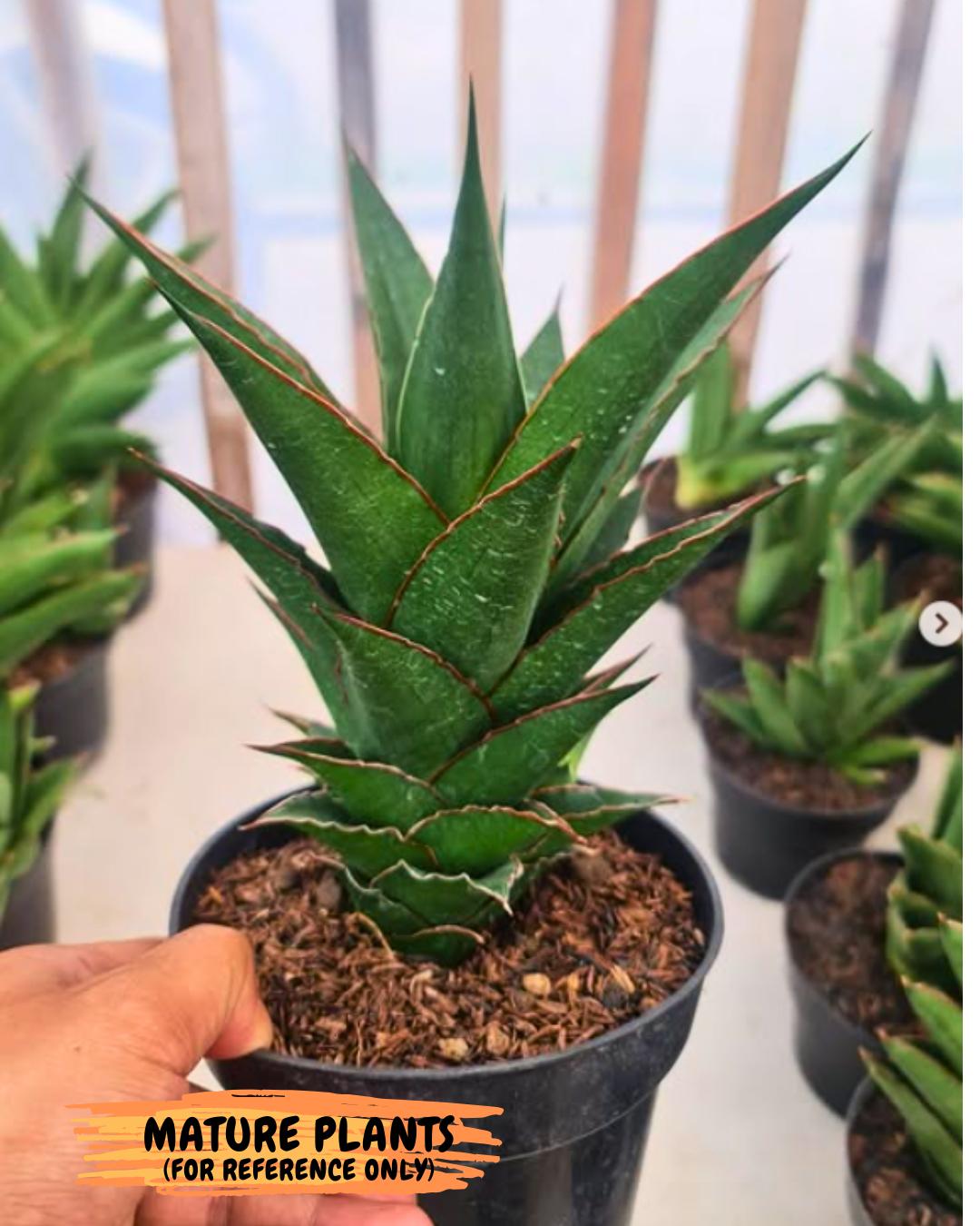 Sansevieria Teacher (#Ba49) | Parent Plant (pinguicula X Gabriella)