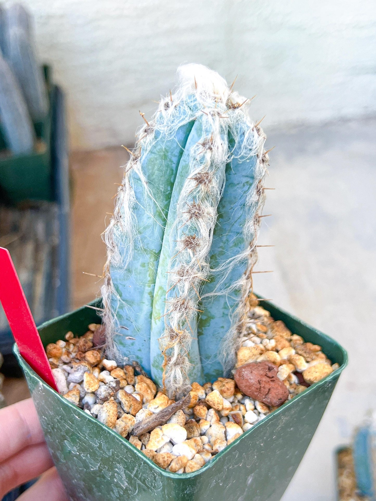 Pilosocereus Pachycladus | Cactus Plants | Imported Plants