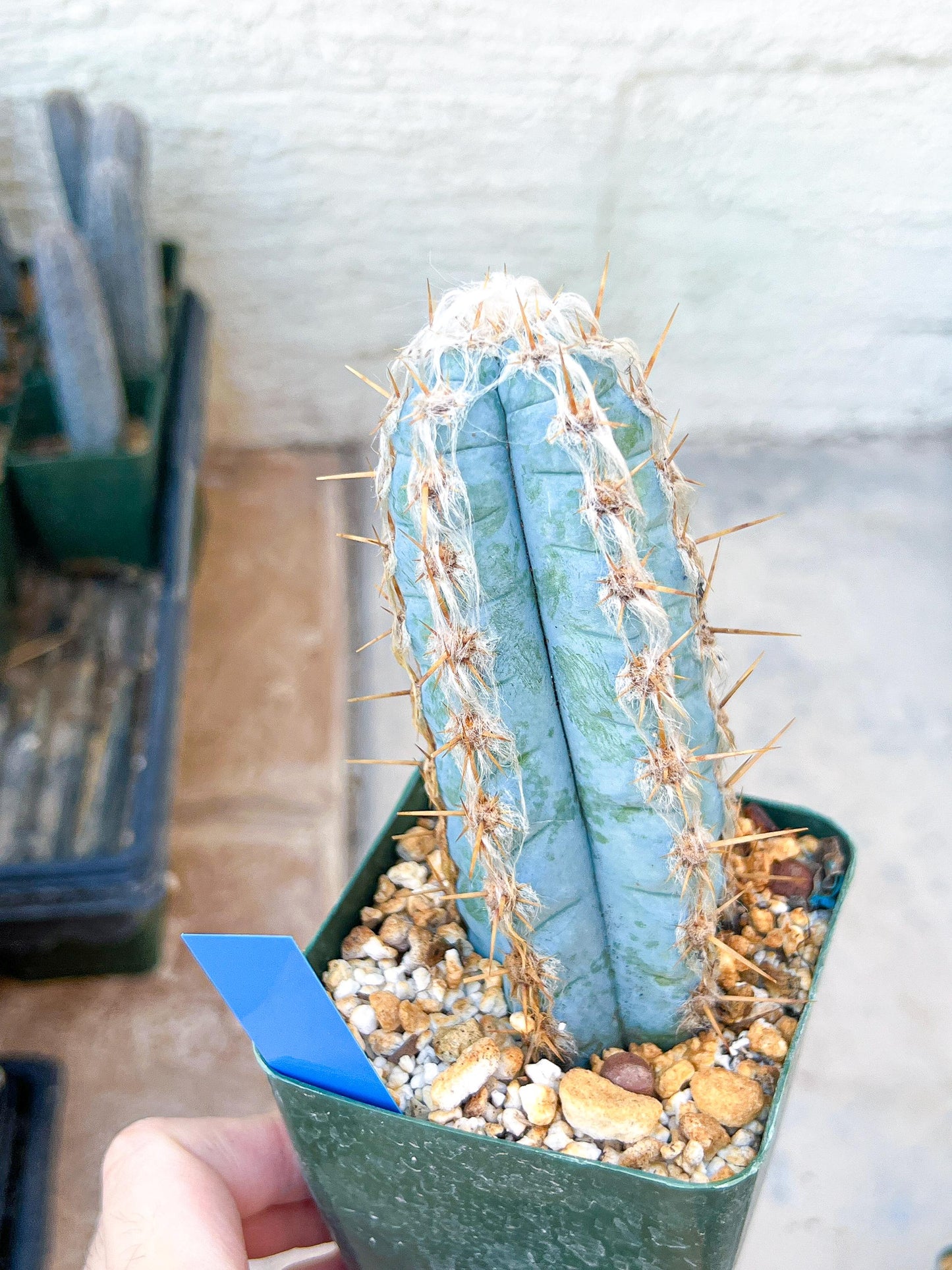 Pilosocereus Pachycladus | Cactus Plants | Imported Plants